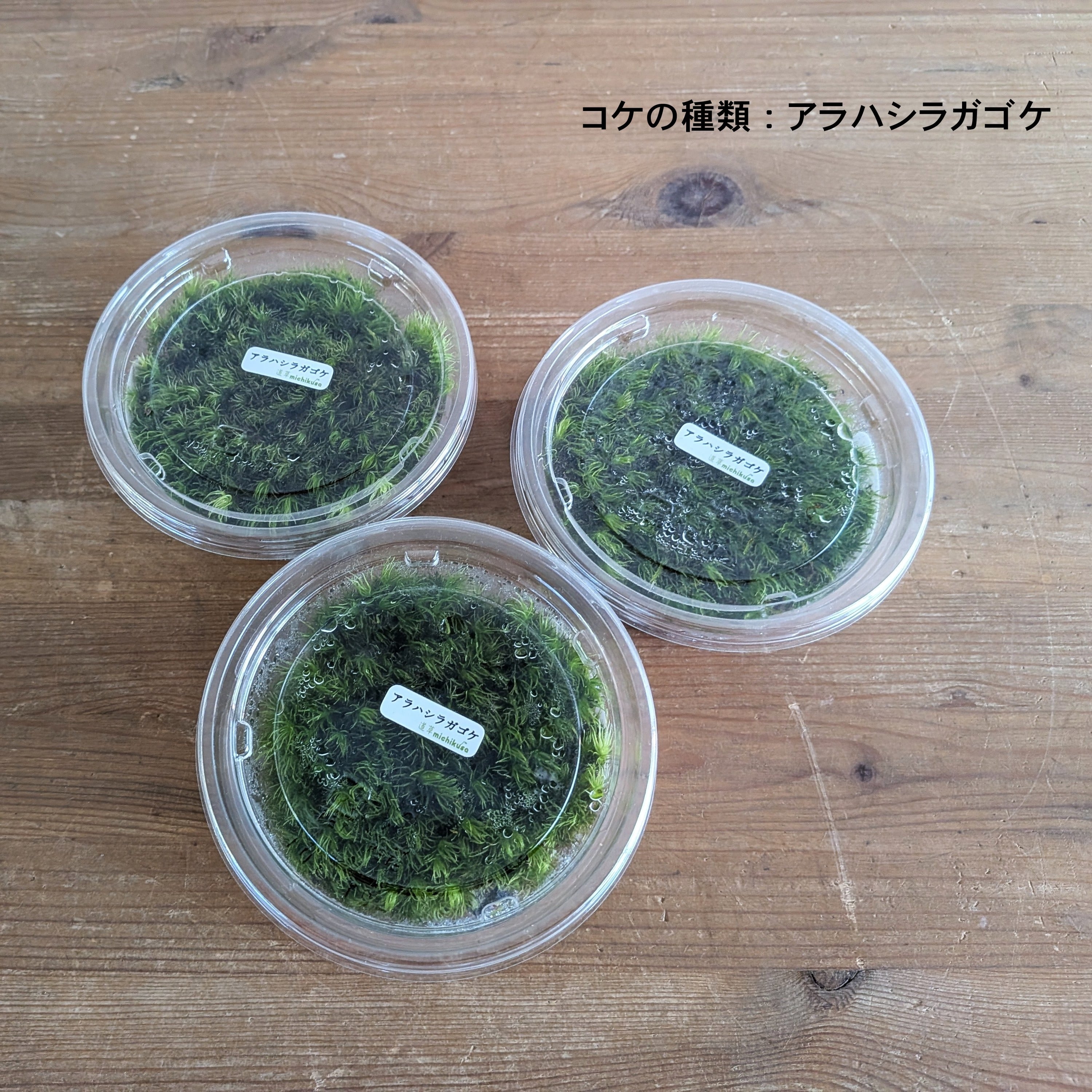 作製キット】テラリウムで育てる苔玉キット ◇植物が選べる◇ガラス