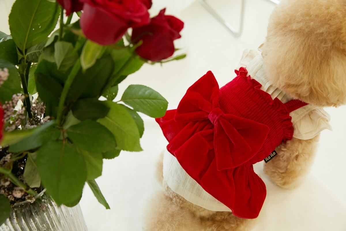 《予約》IL0012 Velvet Bigbow Crop 全5色