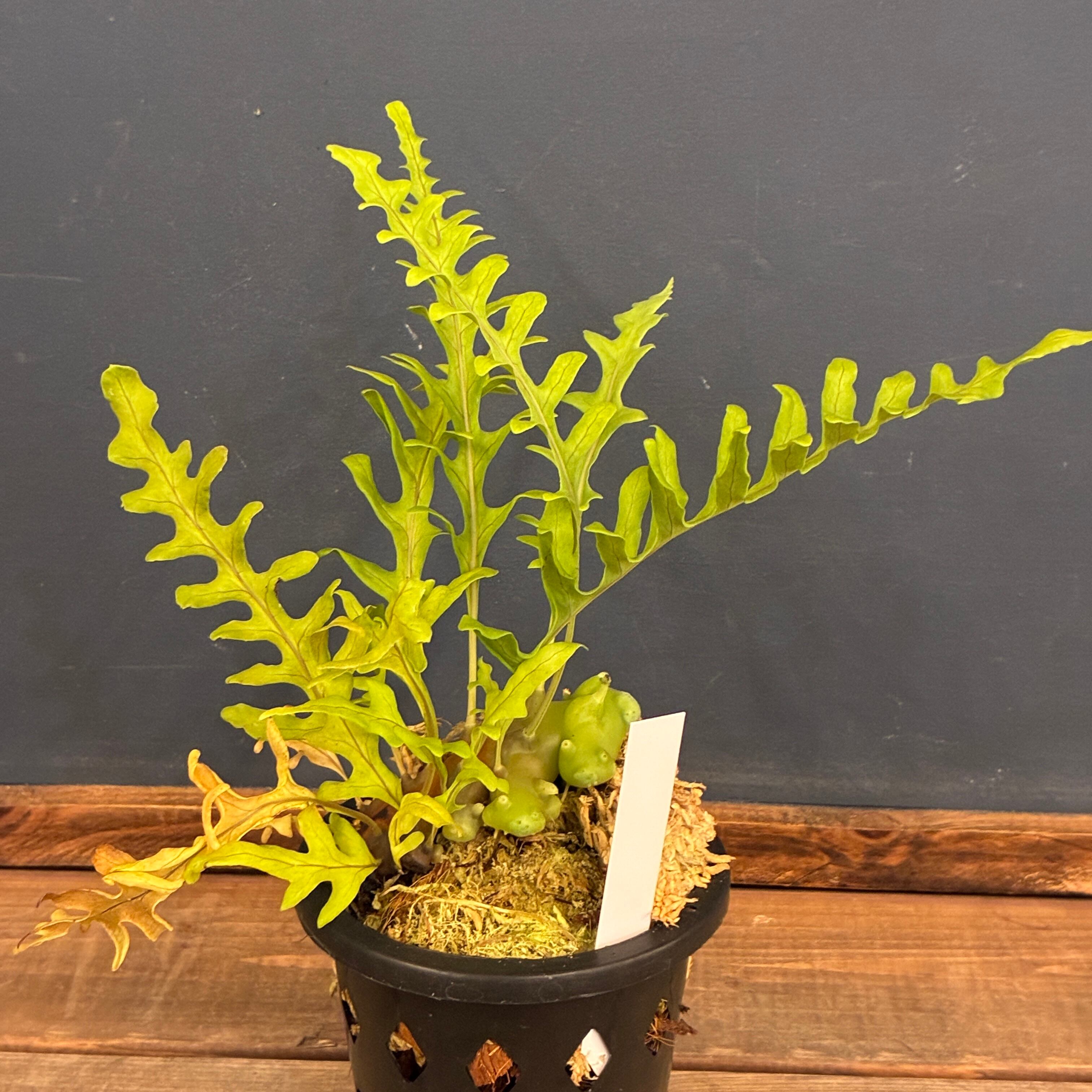 抽選販売】【伊藤蟻】Lecanopteris balgooyi (blue type) Mamasa（限定