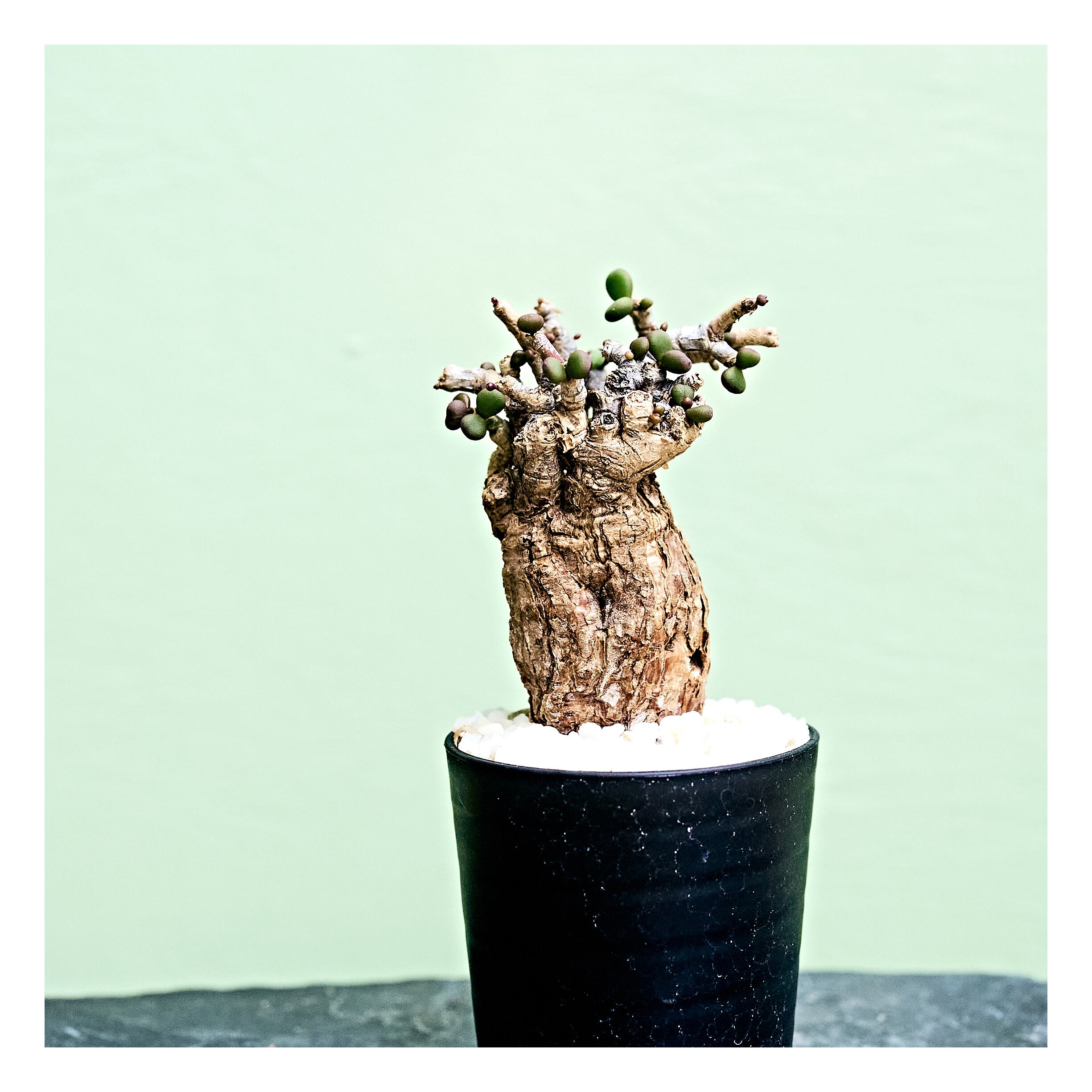 超大株】ケラリア ピグマエア／Ceraria pygmaea3