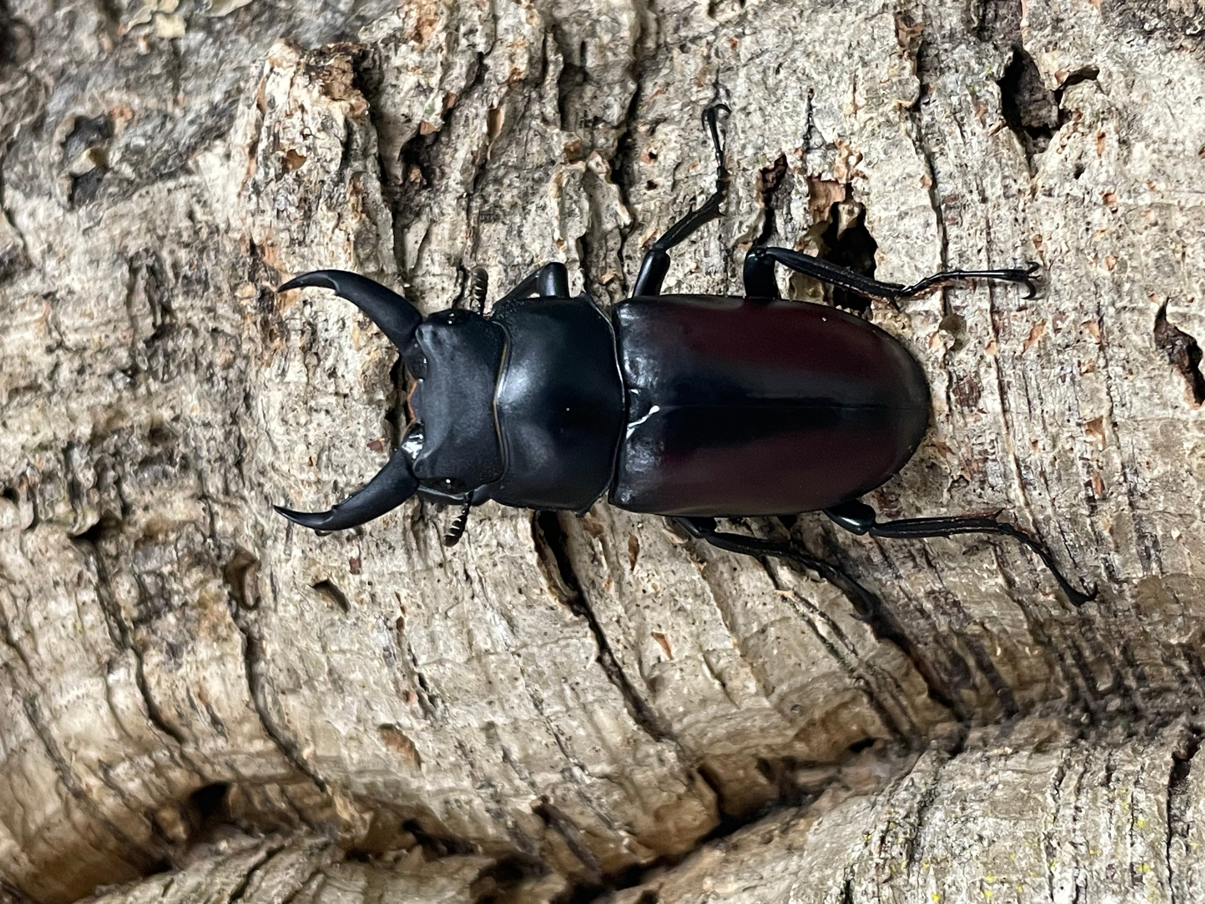 ※希少(赤ドンキ)！ドンキエ−ルコクワガタ野外標本PA 飼育情報大公開】野外品購入の赤ドンキ（ドンキエルコクワ ）の