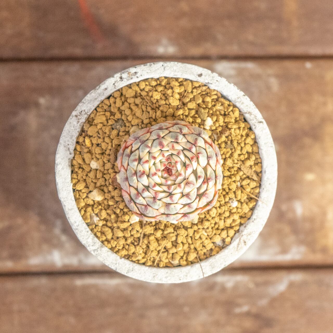 宝石のような美しさ。エケベリア ホワイトミニマ錦｜風合いある手作りモルタル鉢との特別感溢れる一鉢【虫発生抑制】