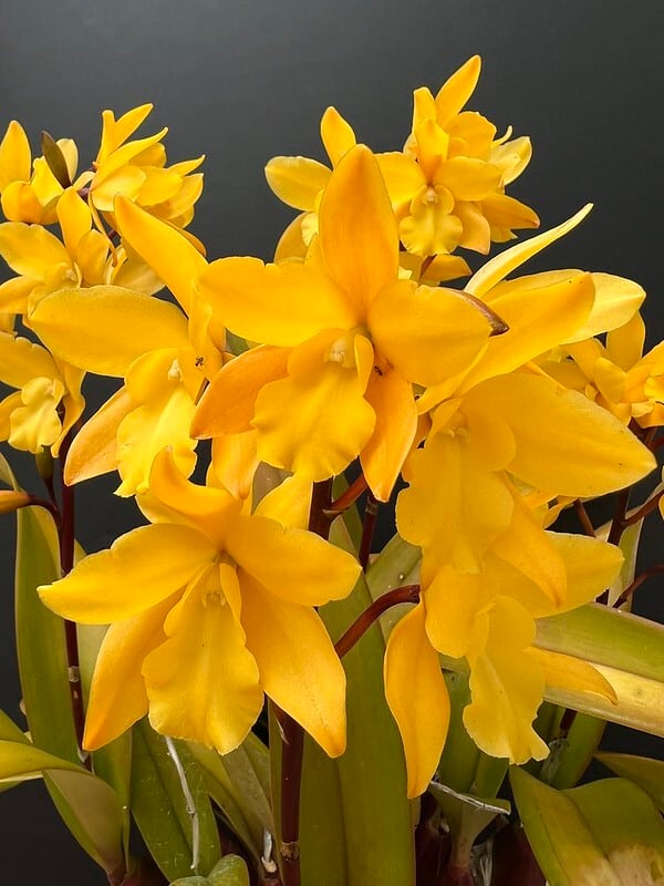 Enanthleya Golden Sunburst | 新垣洋らん園