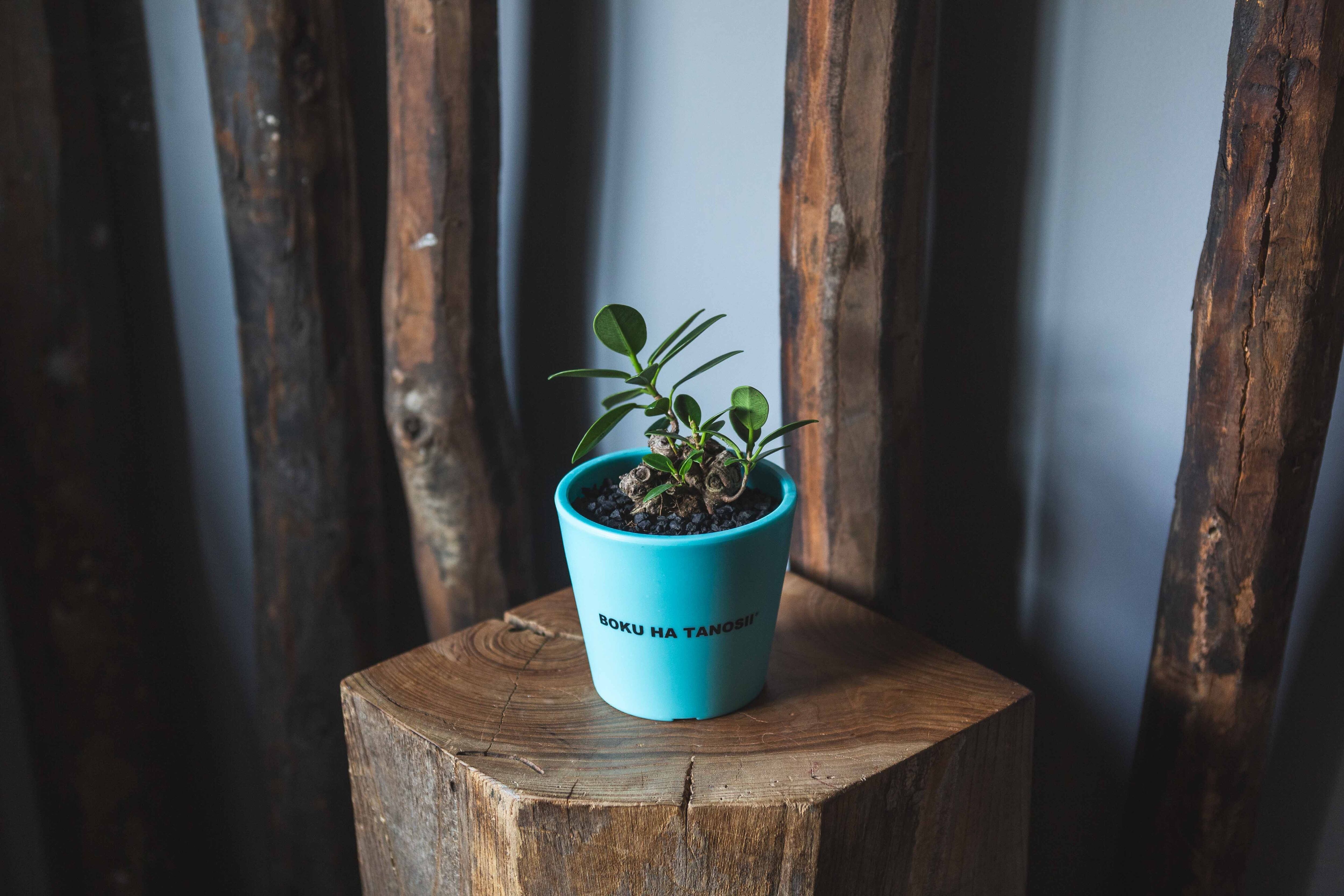 【新作】ガジュマル × ボクタノ鉢【BOKU HA TANOSII】Ficus microcarpa