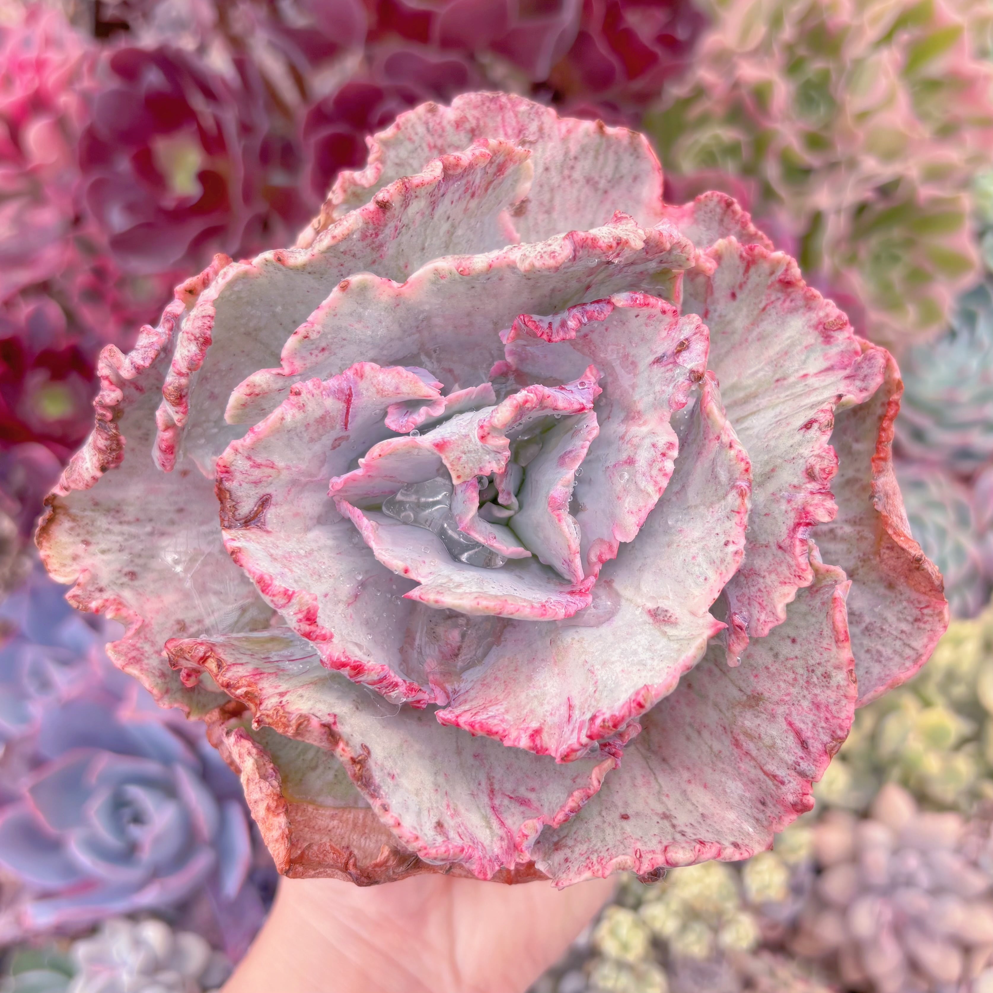 現品　女王の花笠錦#3015　るる農園