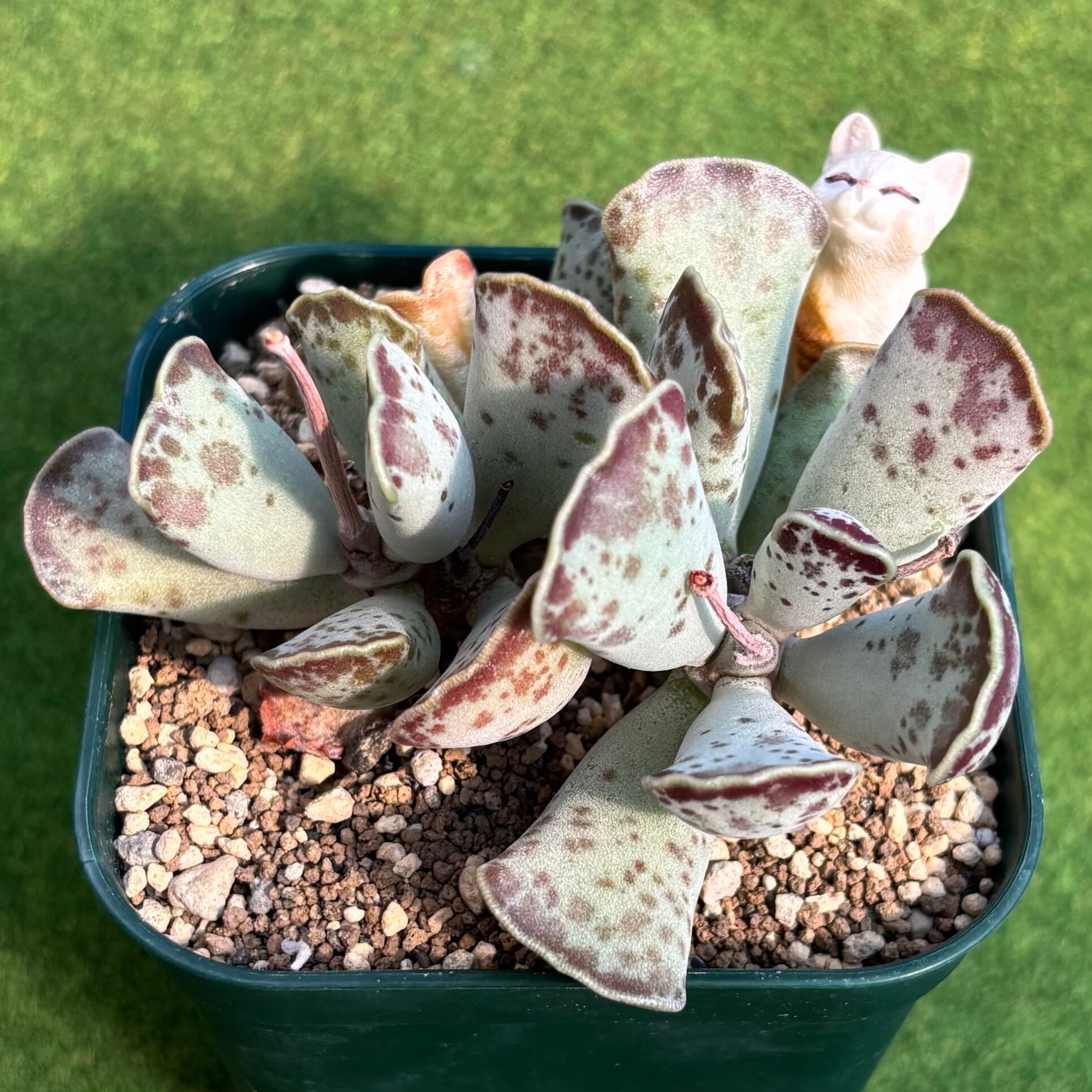 多肉植物 豆彦商店