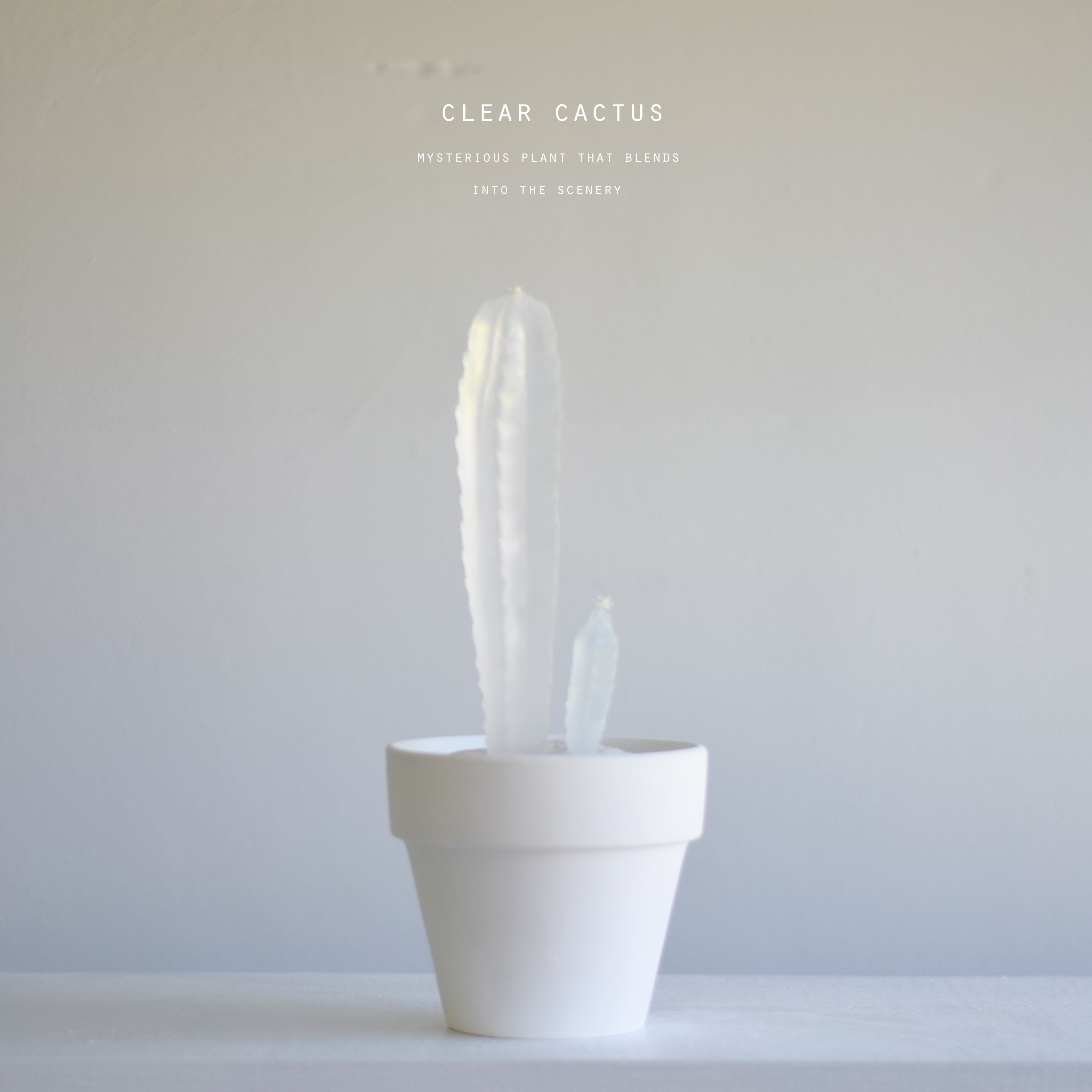 water cactus 柱サボテン寄せ植え | Sabotensi