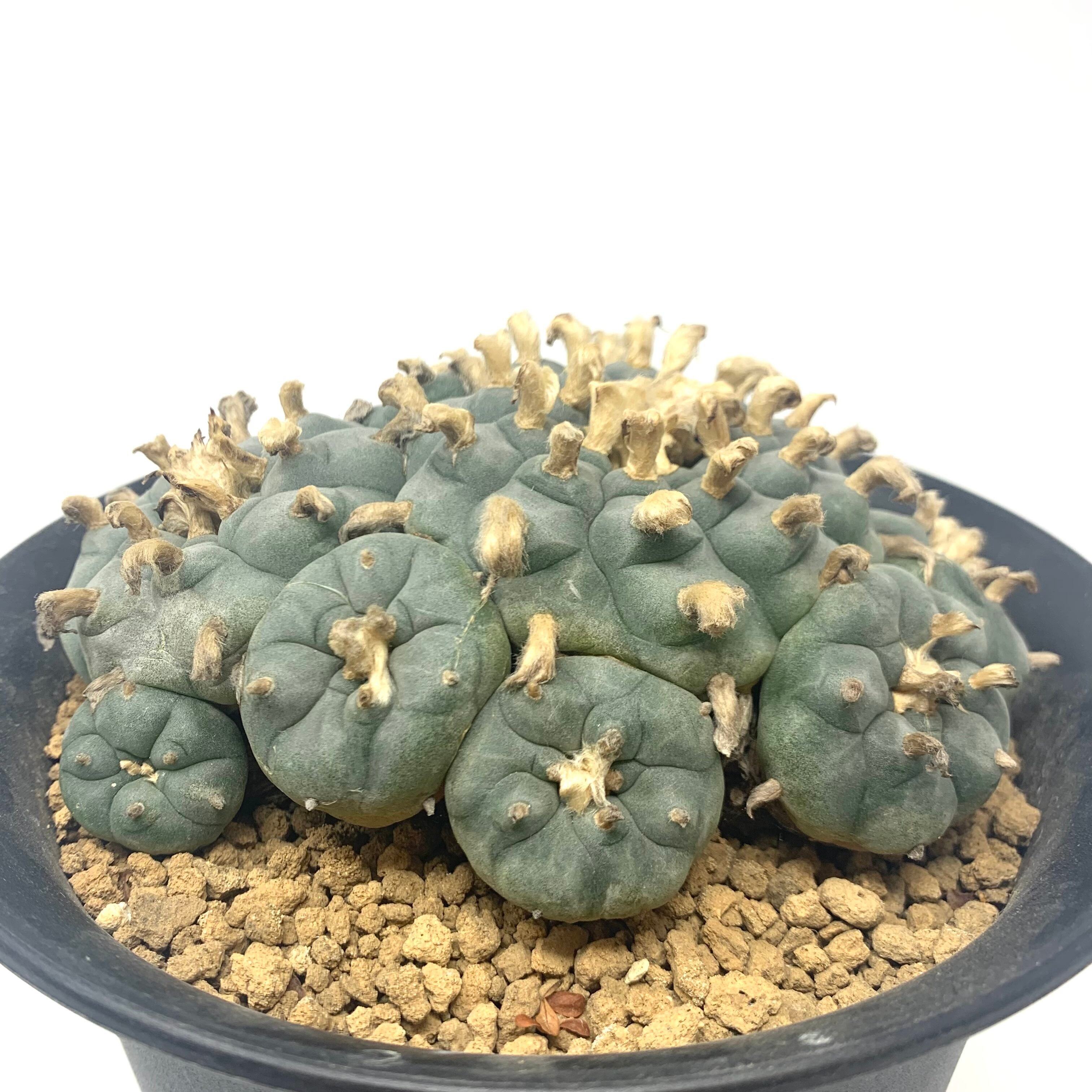 ロホホラ　斑入り（錦） ロホホラ 斑入り（錦）