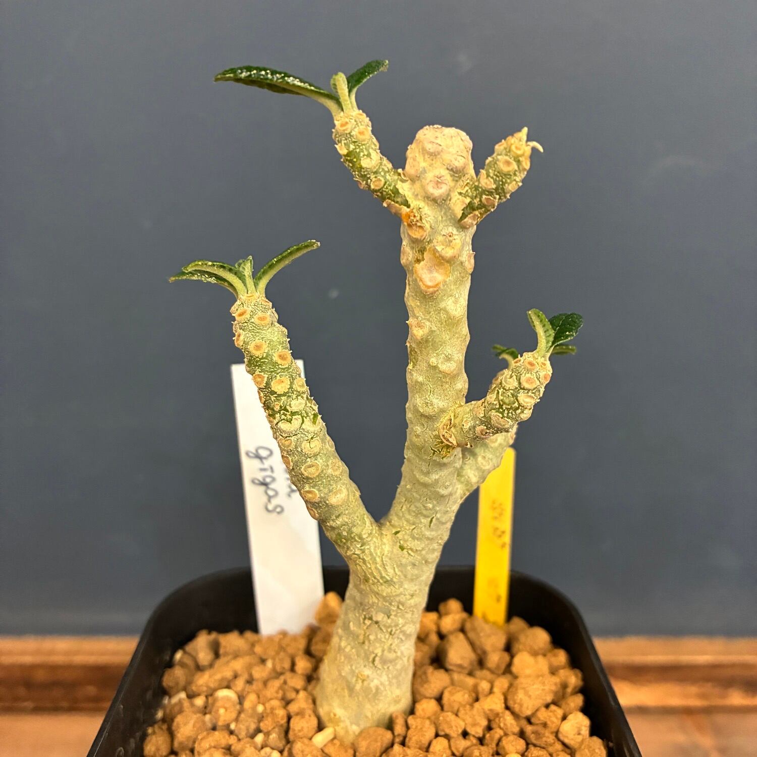 Cephalopentandra ecirrhosa ケファロペンタンドラ エキローサ 多肉