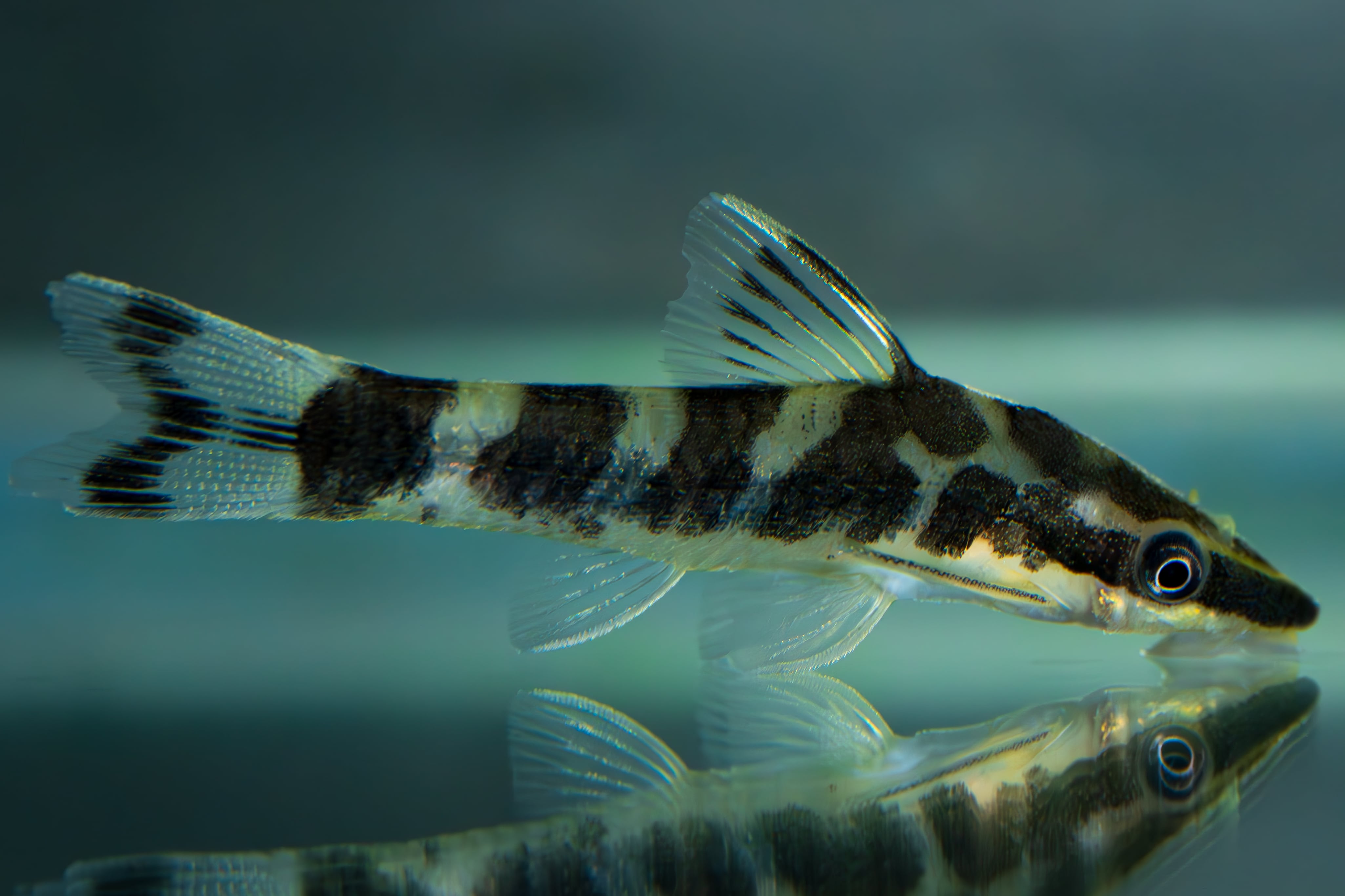 Homalomena sp. 