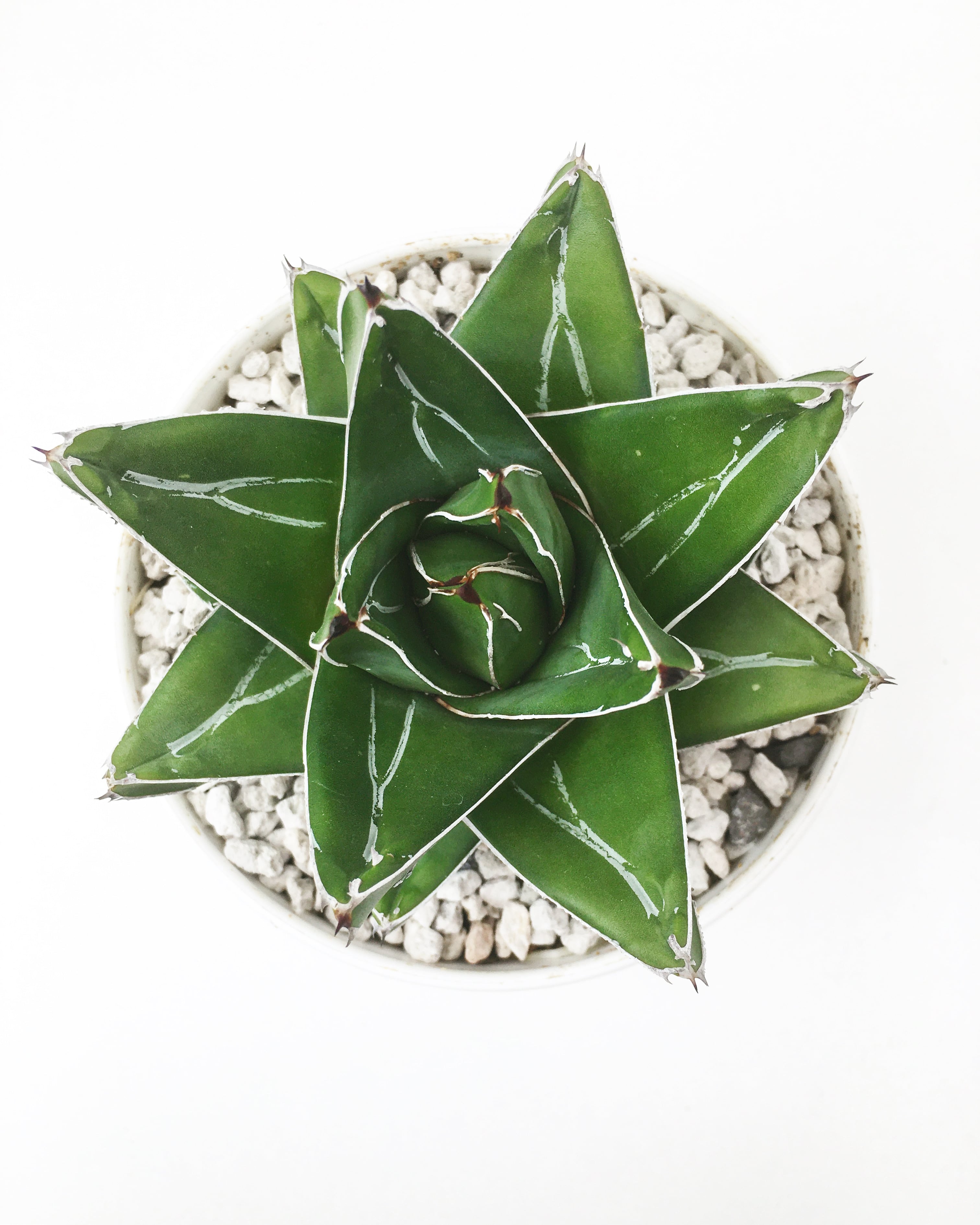 アガベ アビーブロック 広葉笹の雪 Agave victoriae-reginae  