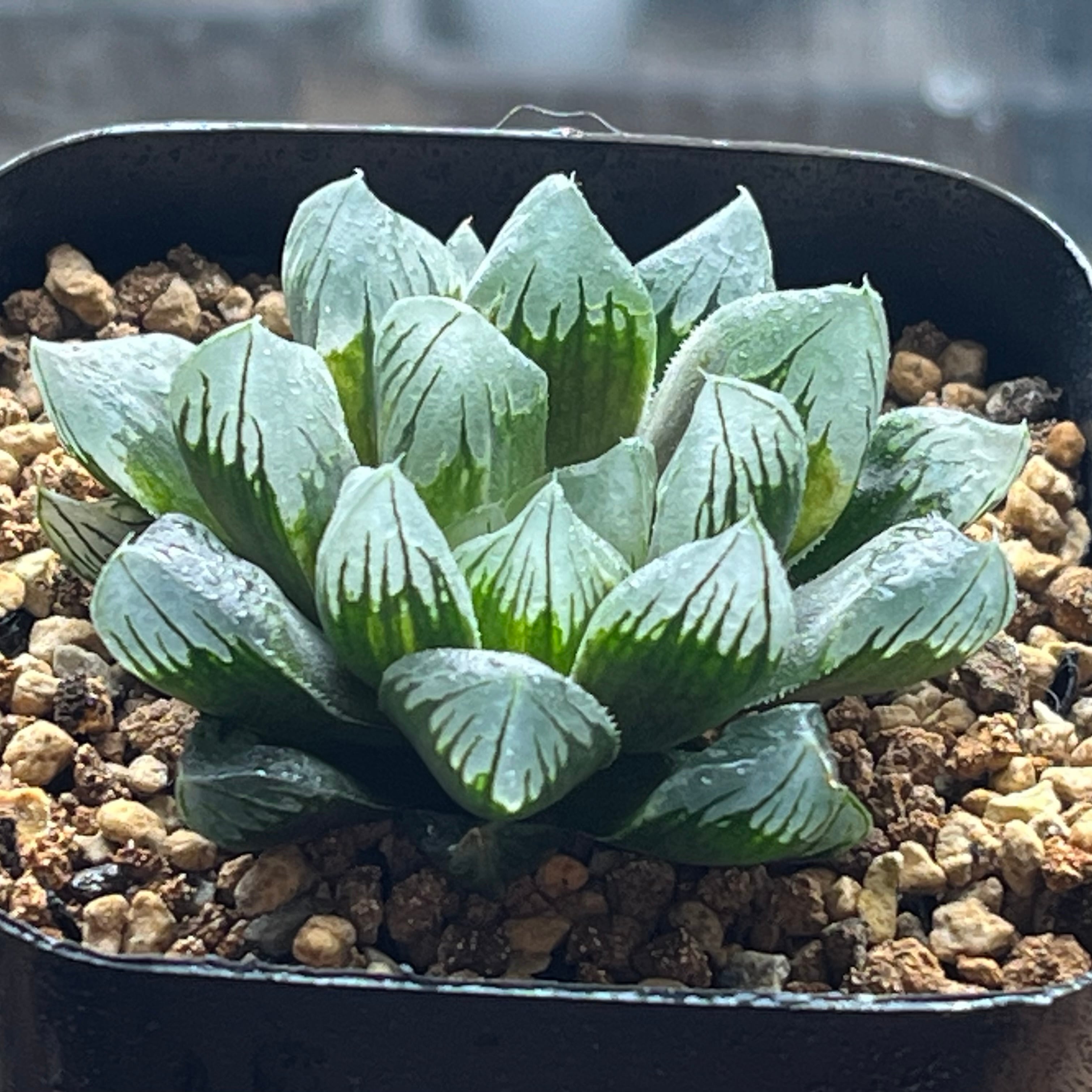 ハオルチア タイガーピグ錦×雫絵巻 実生 | mocono_plants