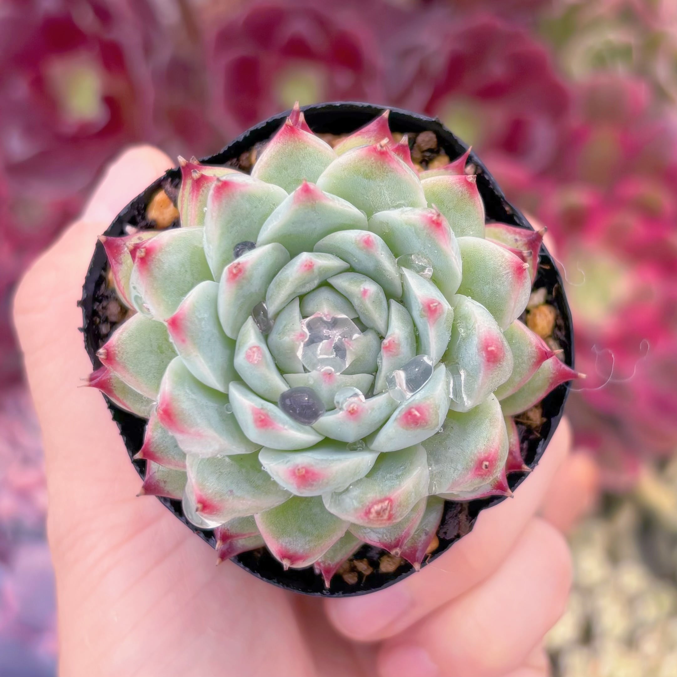 現品　白月影xチワワ#856　るる農園