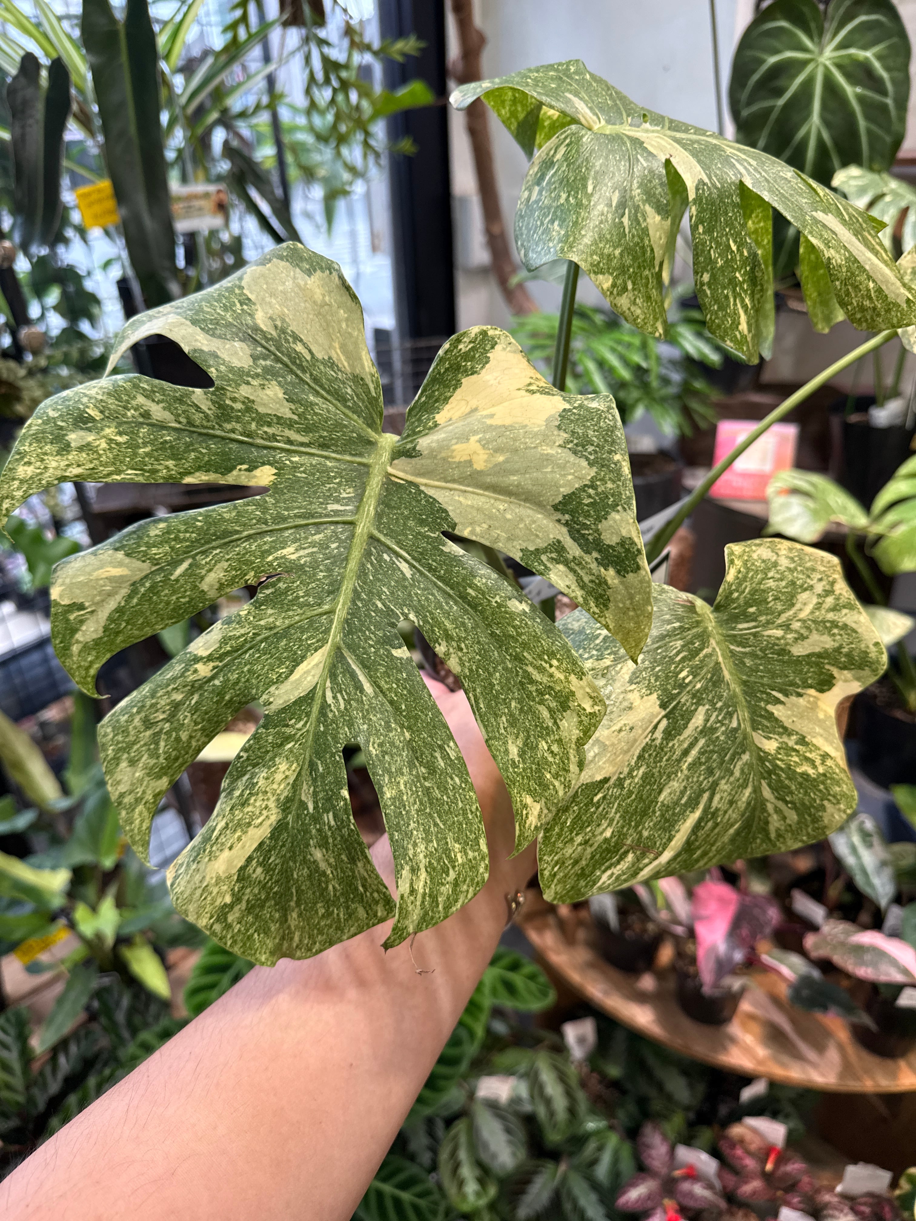①モンステラ デリシオサ 'Green Snow' | Gardenえん 【観葉熱帯植物】