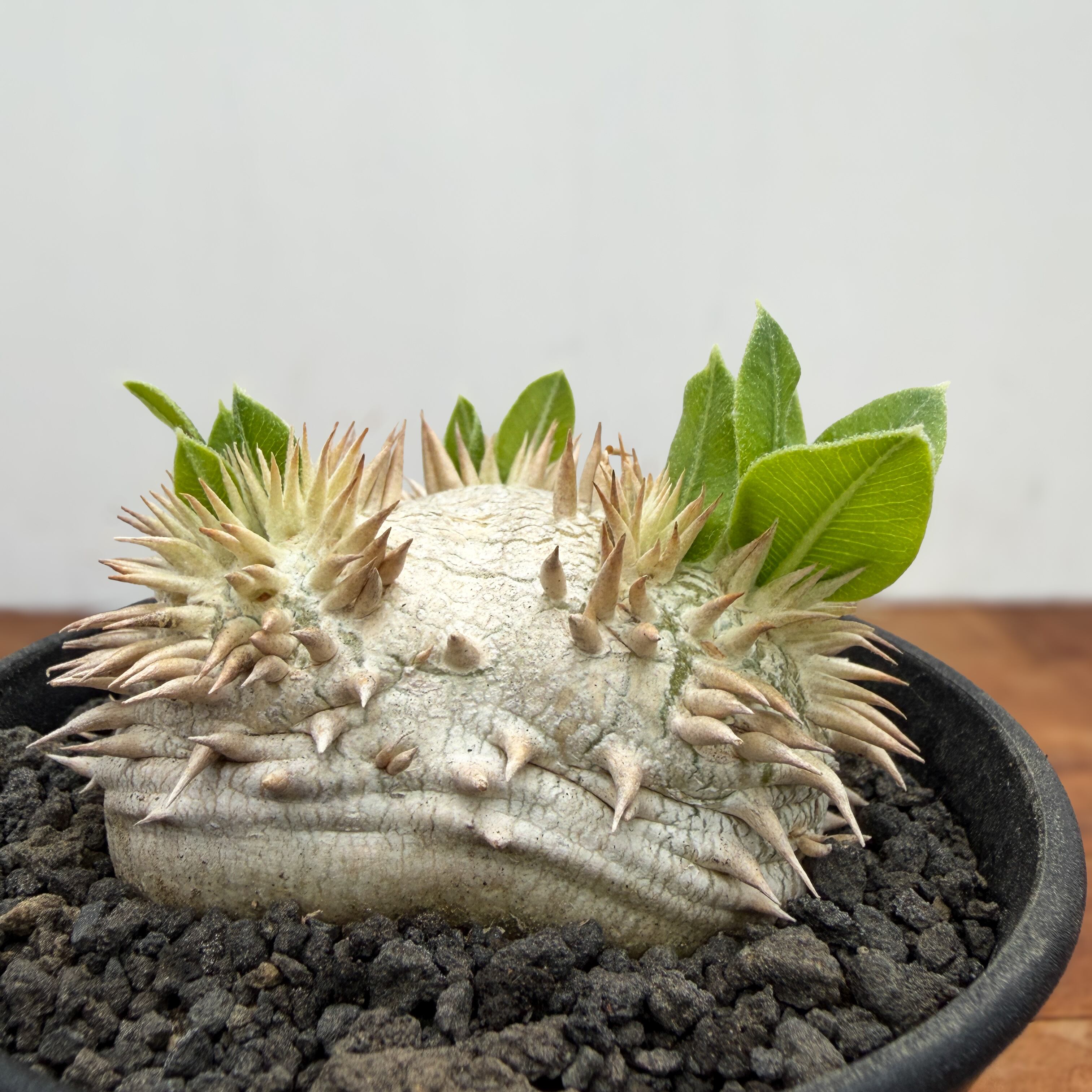 Pachypodium brevicaule ssp . Leucoxanthum【パキポディウム