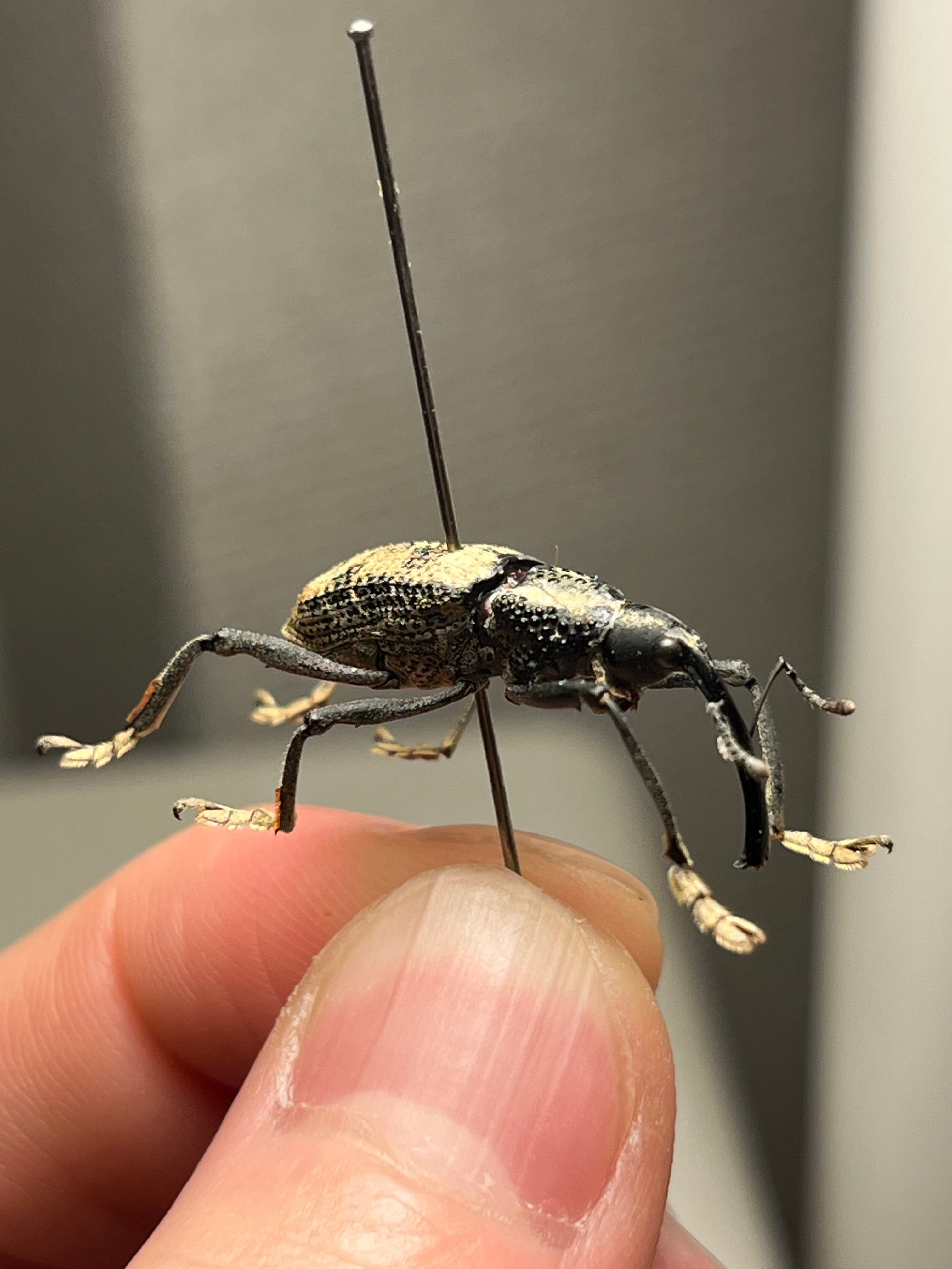 ブラジルのシギゾウムシ 標本カミキリ昆虫ゼリー標本甲虫フンチュウフンコロガシ ブラジルのシギゾウムシ 標本カミキリ昆虫ゼリー標本甲虫フンチュウ