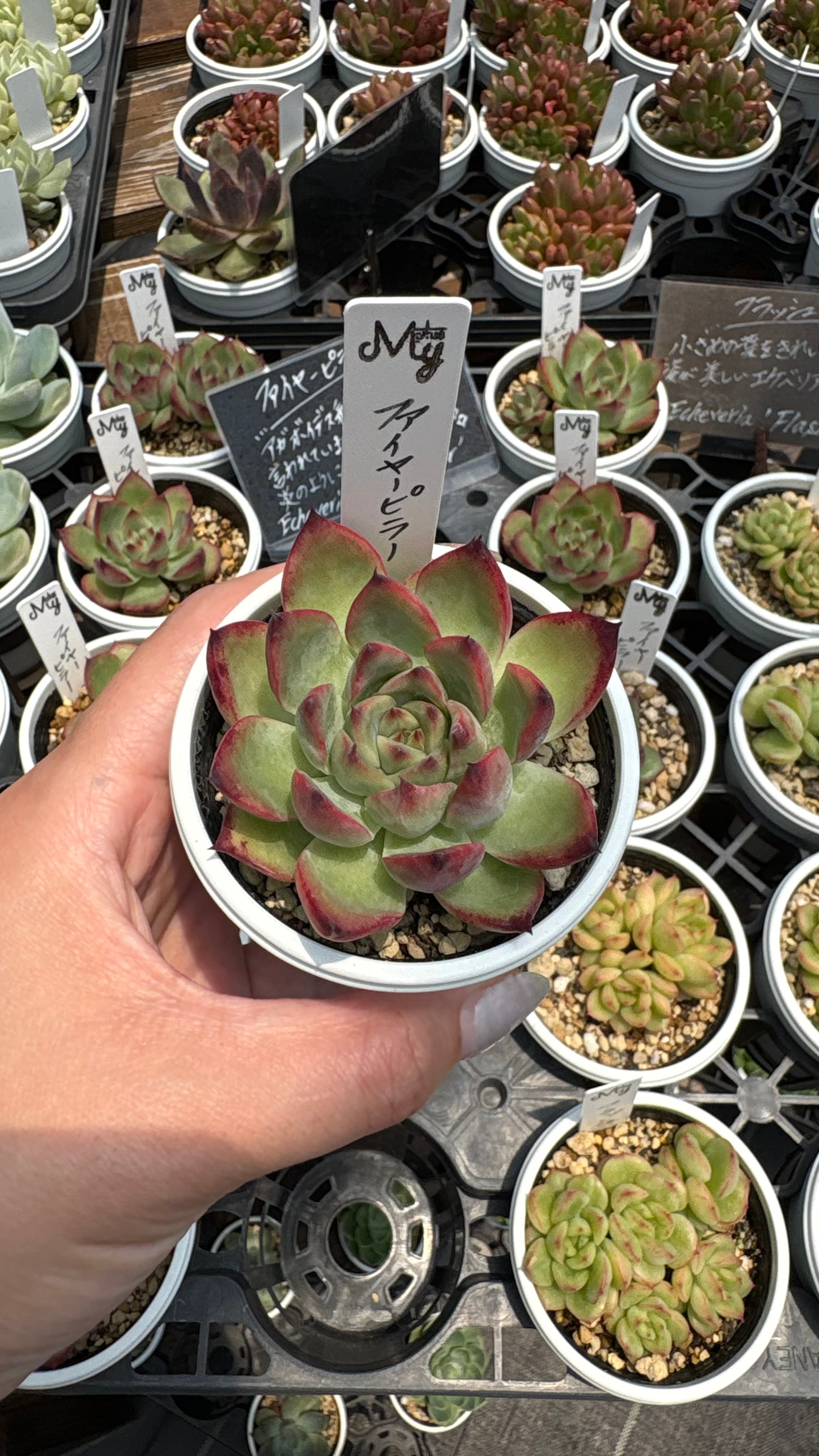 多肉植物 アエオニウム 孔雀白錦 美苗 #孔3 | PAY ID