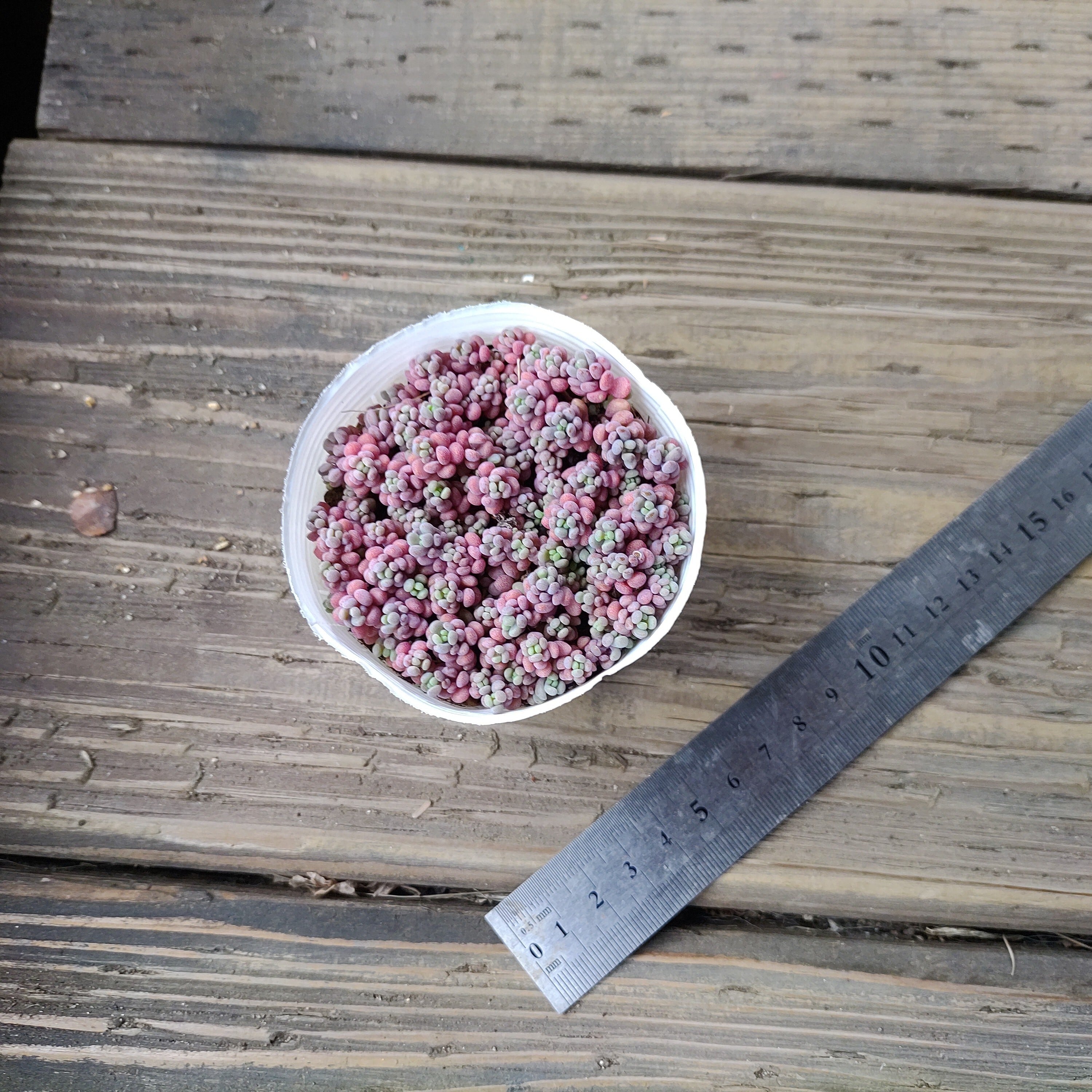 【パープルヘイズ グラデーションカラー】カット　パープルヘイズストロベリーカラー ffb5d81c4b02291d6d53e5955325b6