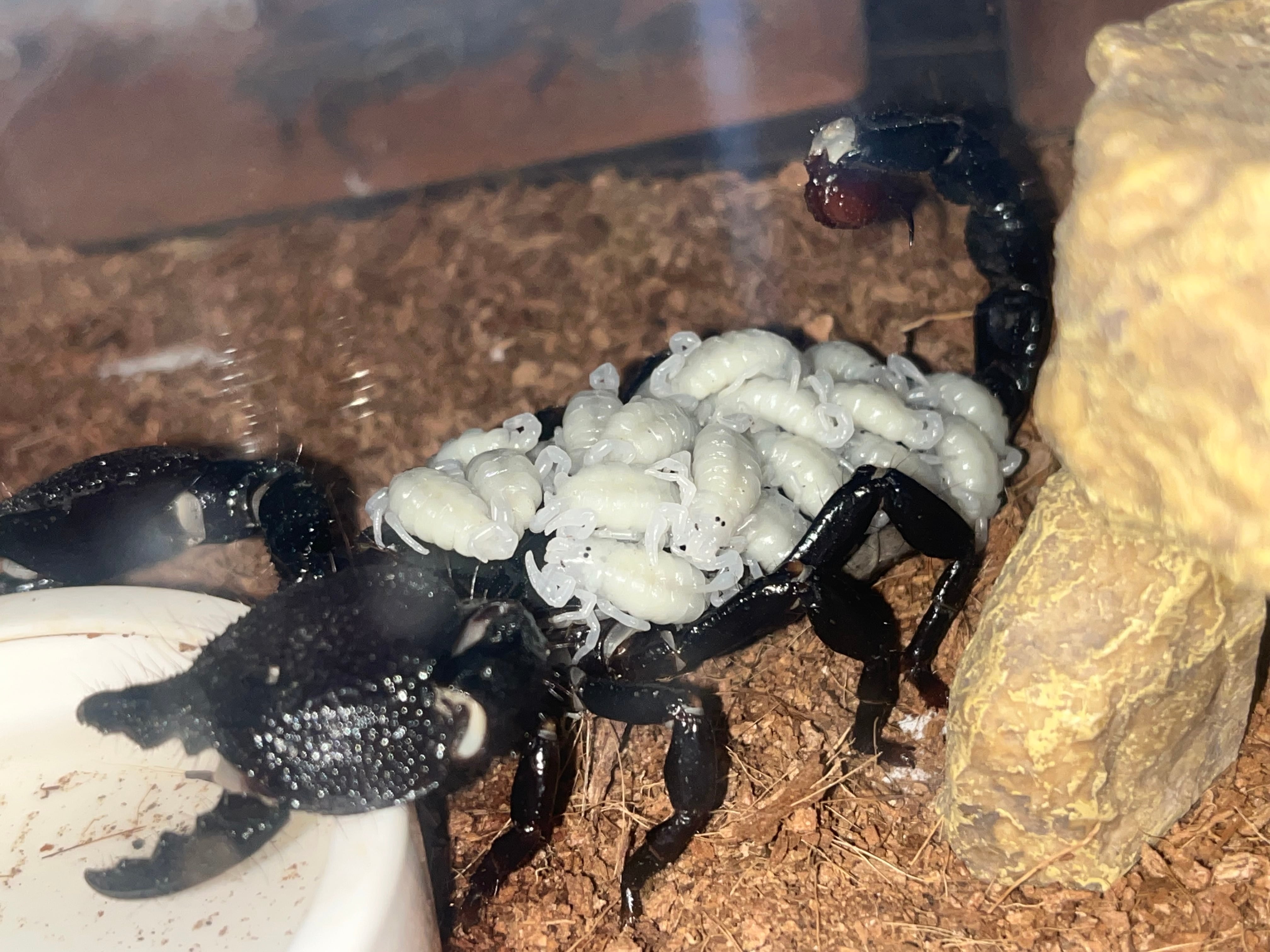 Pandininae | オモニキチュウ