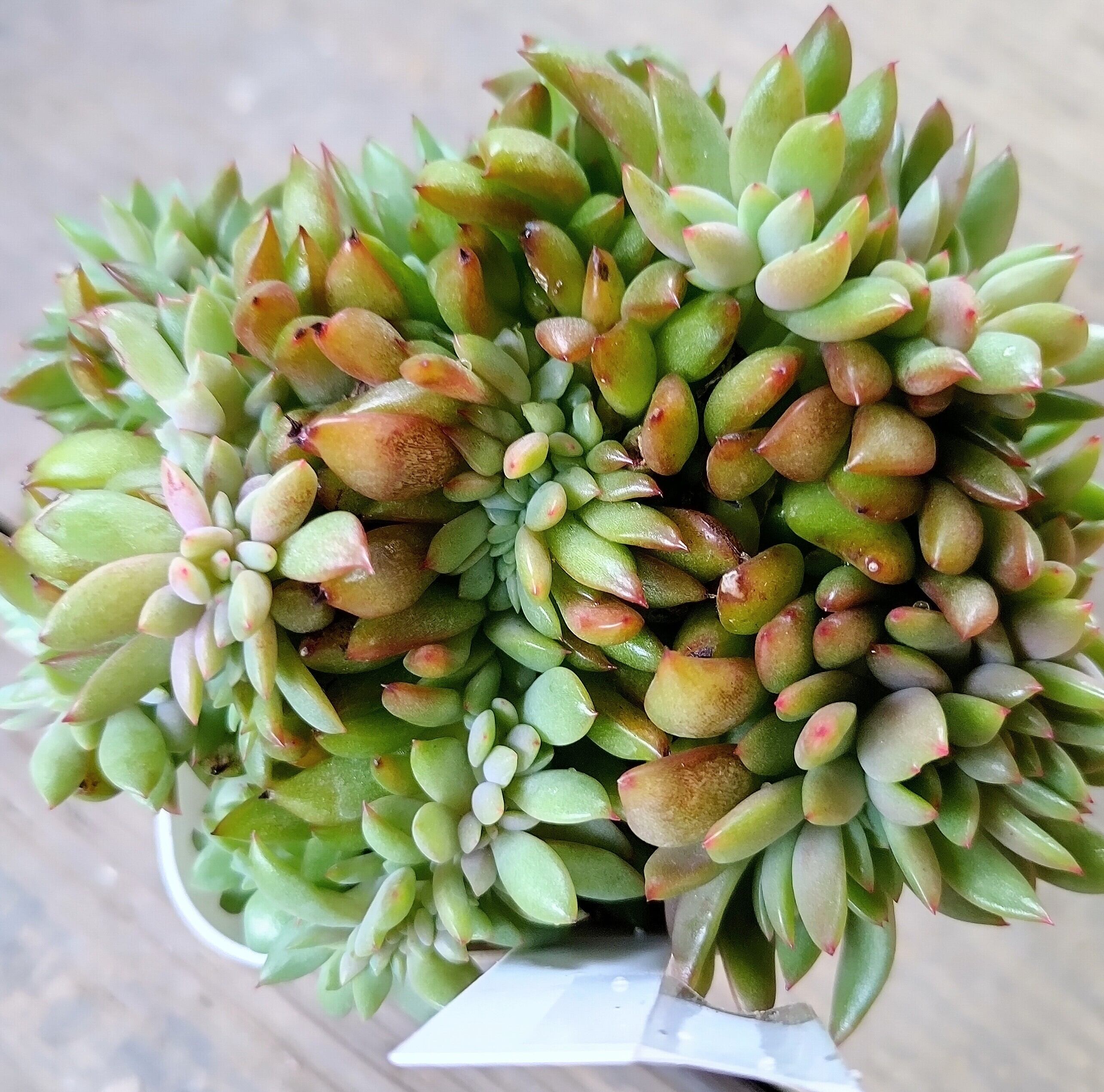 綴化 | RuPo 多肉植物専門店