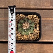 【Copiapoa】サボテン　コピアポア　黒王丸実生【356】【再撮影】
