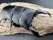 【WD】《スラウェシオオヒラタ 南スラウェシ産 90mm ペア》