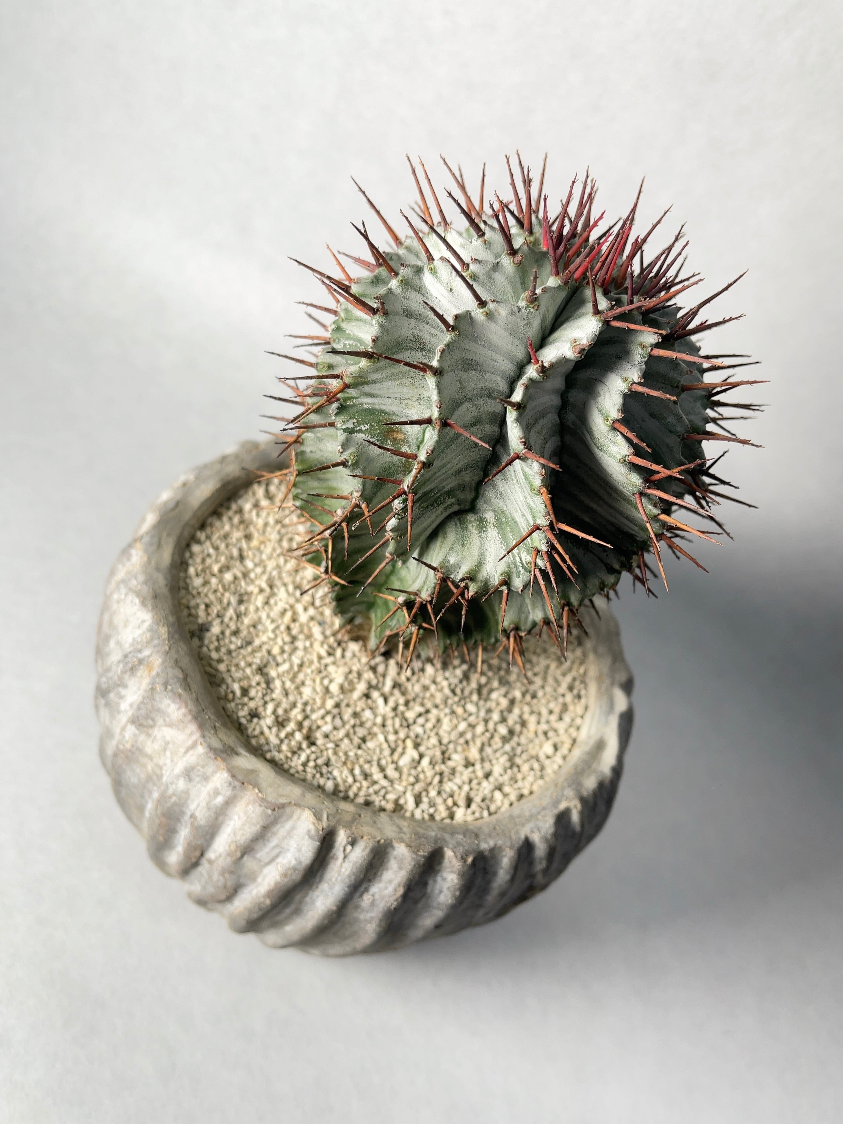 アガベ・チタノタ覆輪斑 | trigger