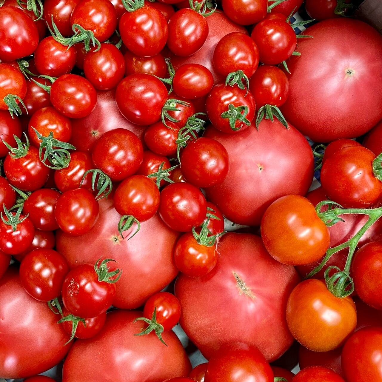 トマトマトマト❗️大玉トマト、ミディトマト、ミニトマトのスペシャルセット‼️　しゃけちゃん農園