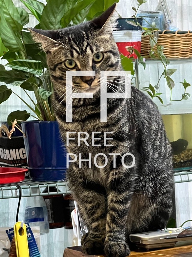 猫