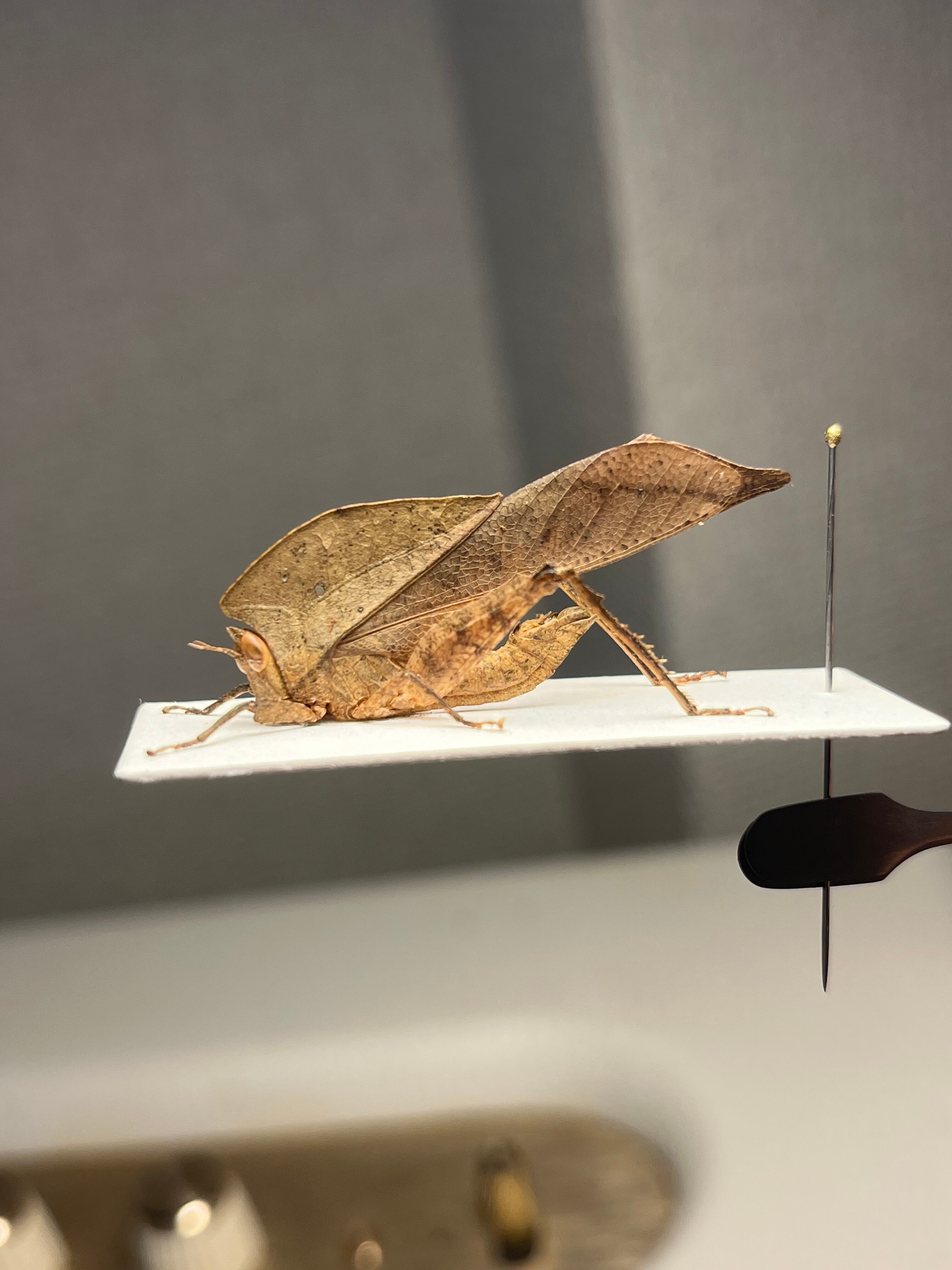 飛蝗最大級】シタムラサキオオバッタ 昆虫標本 直翅類 カマキリ