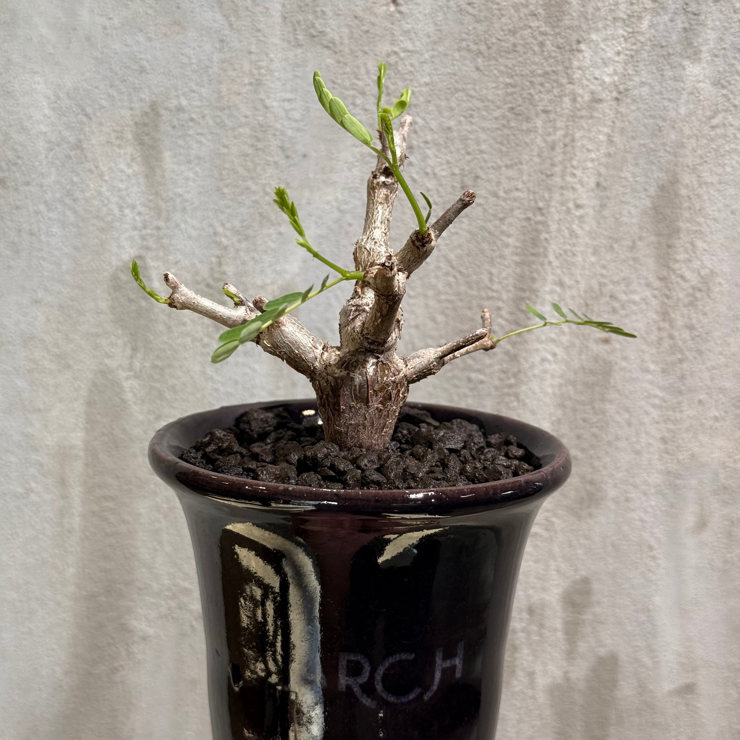 植物×鉢】センナ メリディオナリス × ARCH ネームポット | A-PLANTS