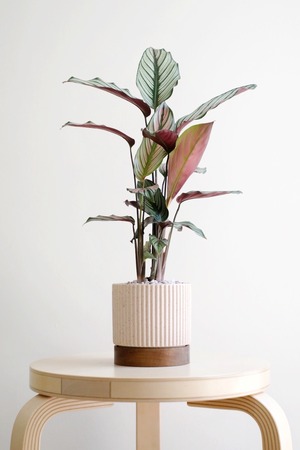 【M】カラテア ホワイトスター/Calathea White star