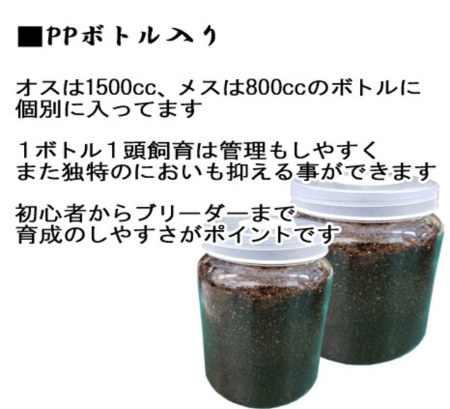 稀少カラーアイ カブトムシ幼虫 ピンクアイ オスメス判別なし単体 Ppボトル入り 輝心堂 最高級菌糸瓶販売サイト
