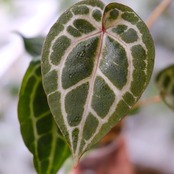 【希少】Anthurium 'Michelle' by DOC BLOCK⑥ / アンスリウム・ミシェル│観葉植物