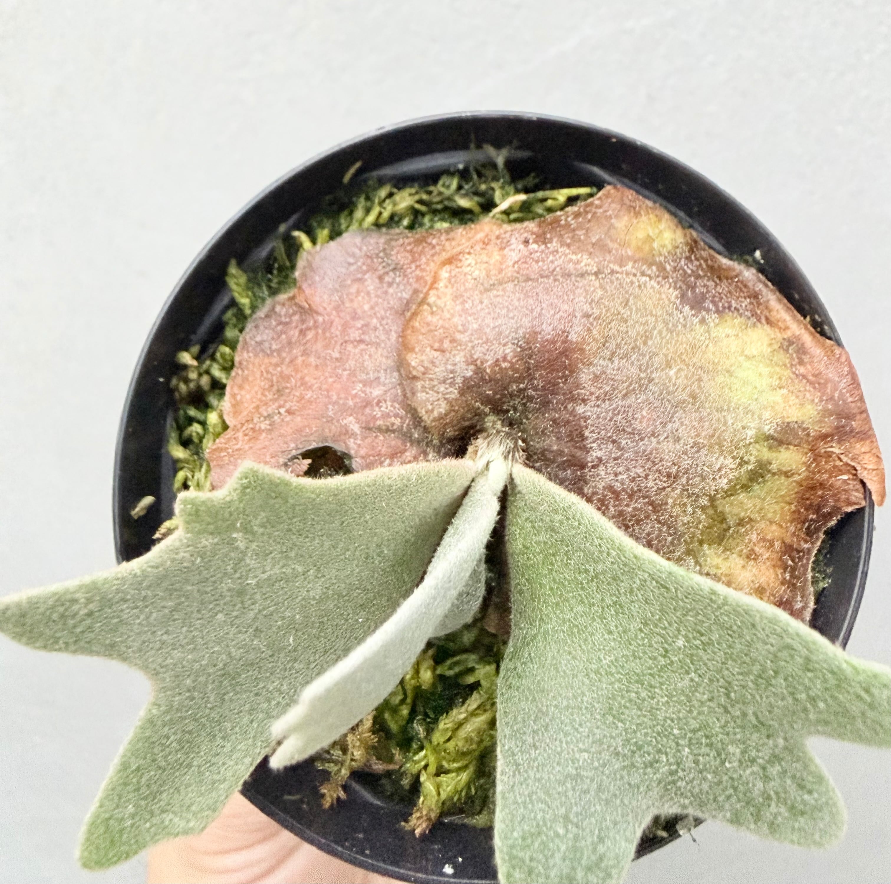 ビカクシダ P.willinckii Golden Boy SP タグ付 金童 c) P. willinckii '金童' spore grown ① (Golden Boy) ビカクシダ