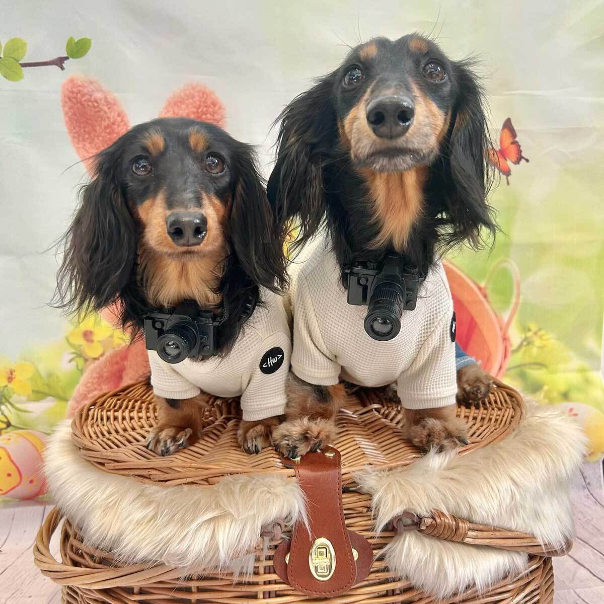 ドッグウェア | HERE COMES THE WOOF!