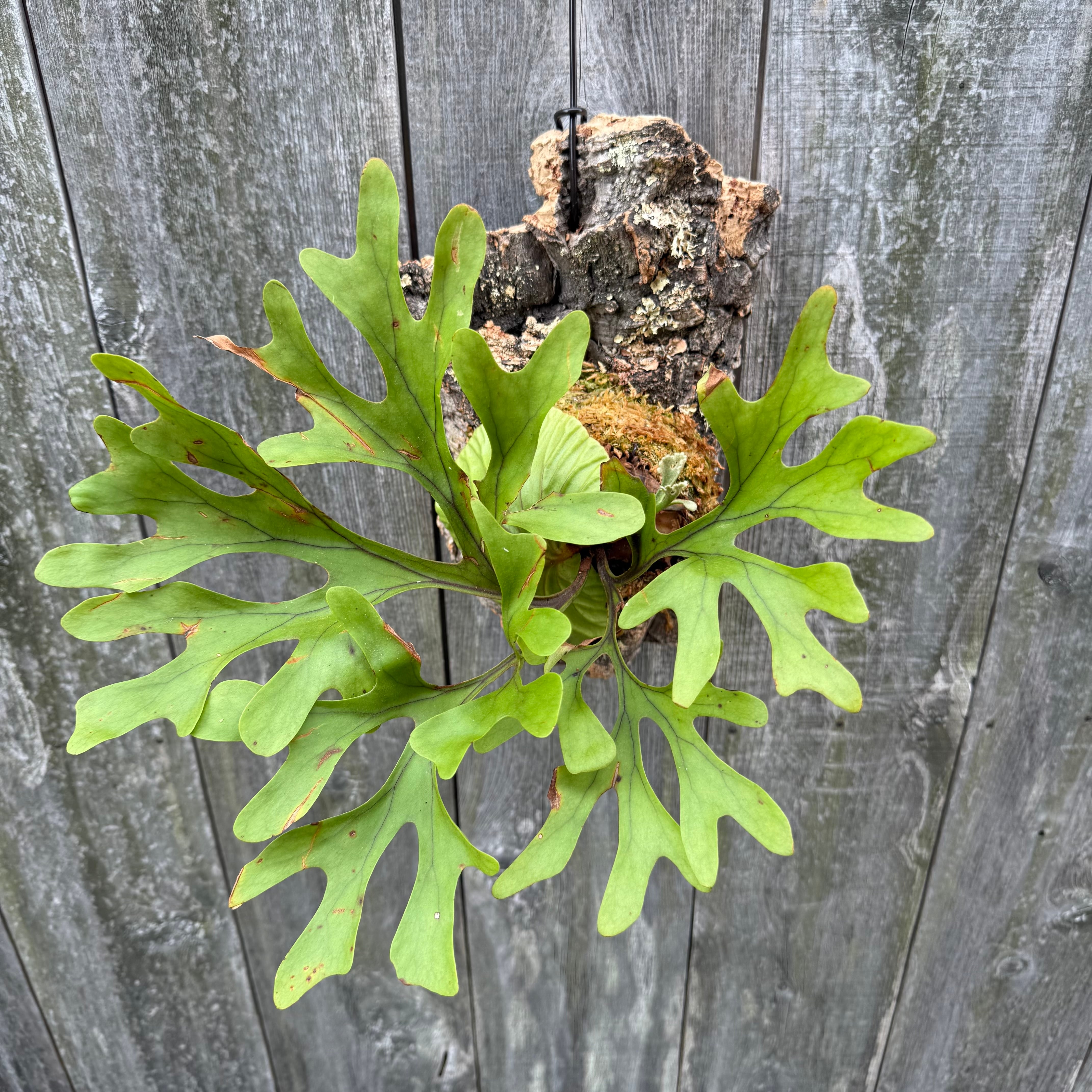 P.ridleyi wild | naturefix