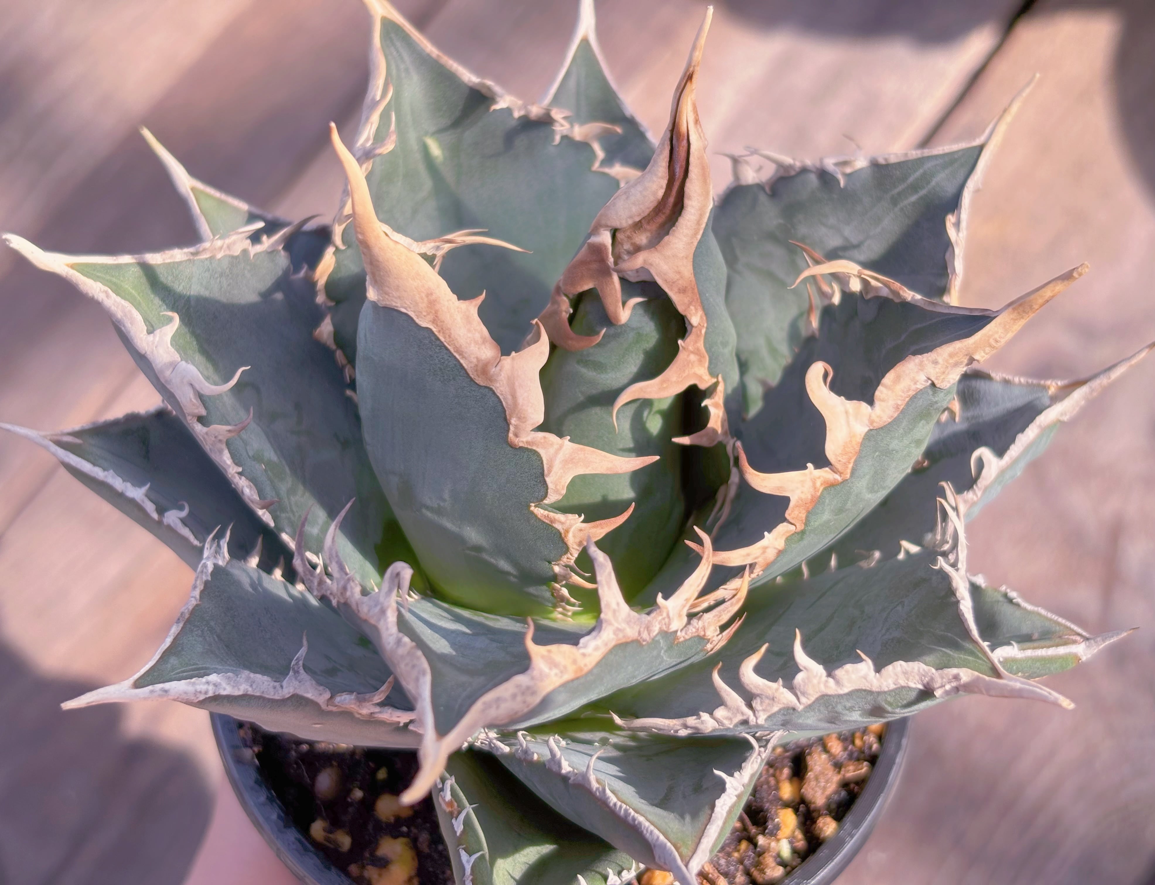 現品　アガベ　魔丸#A043　新入荷　るる農園