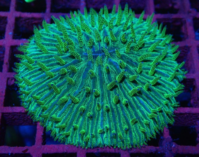 【現地買付】Fungia PremiumGlitter