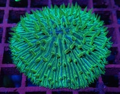 【現地買付】Fungia PremiumGlitter