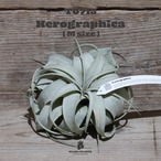 【送料無料】キセログラフィカ M〔エアプランツ〕現品発送T0715