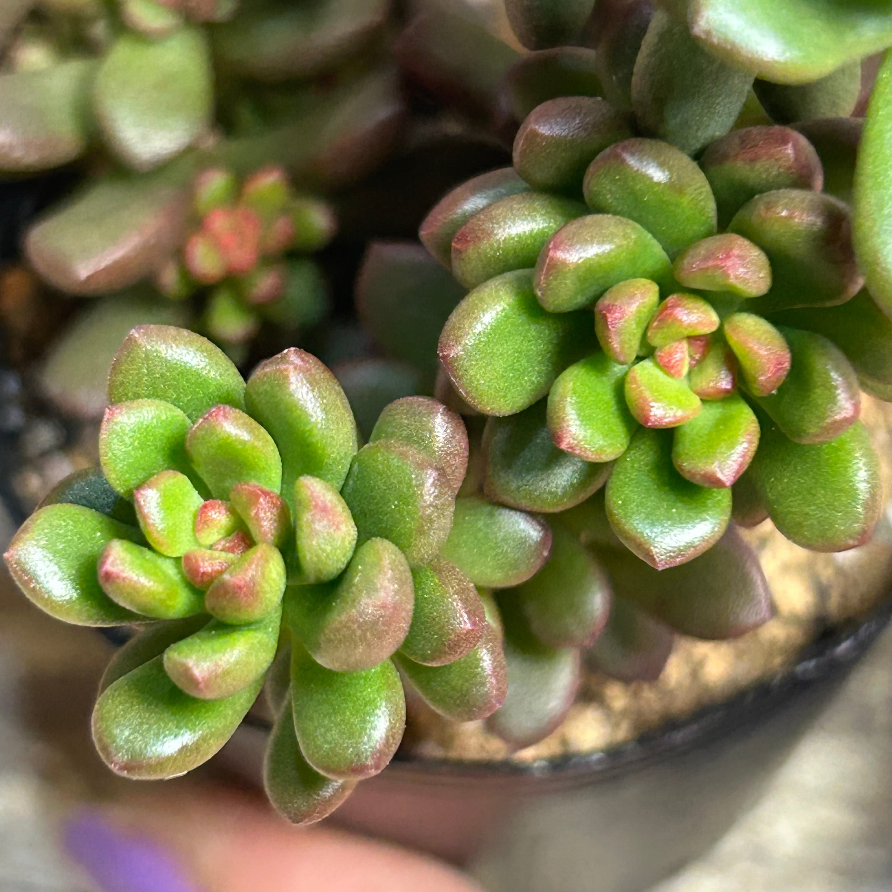 レッドチリペッパー | RuPo 多肉植物専門店