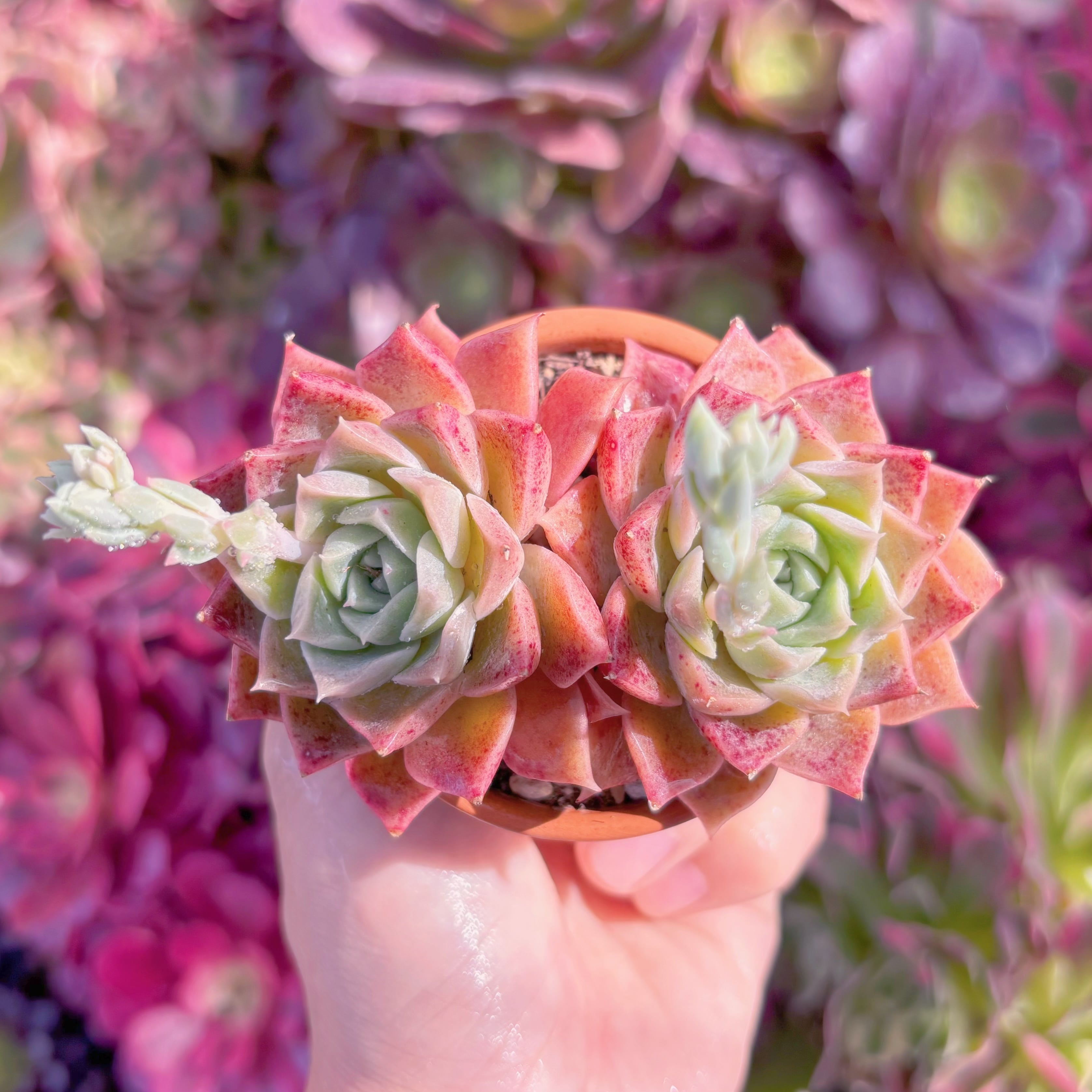 現品　heart of ocean#A078　群生　るる農園