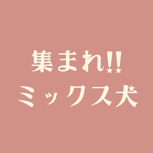 <<ミックス犬はこちらからもご覧いただけます>>