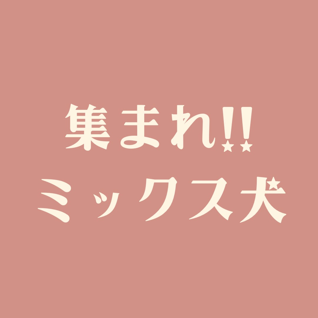 <<ミックス犬はこちらからもご覧いただけます>>