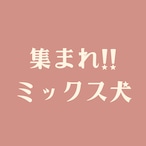 <<ミックス犬はこちらからもご覧いただけます>>