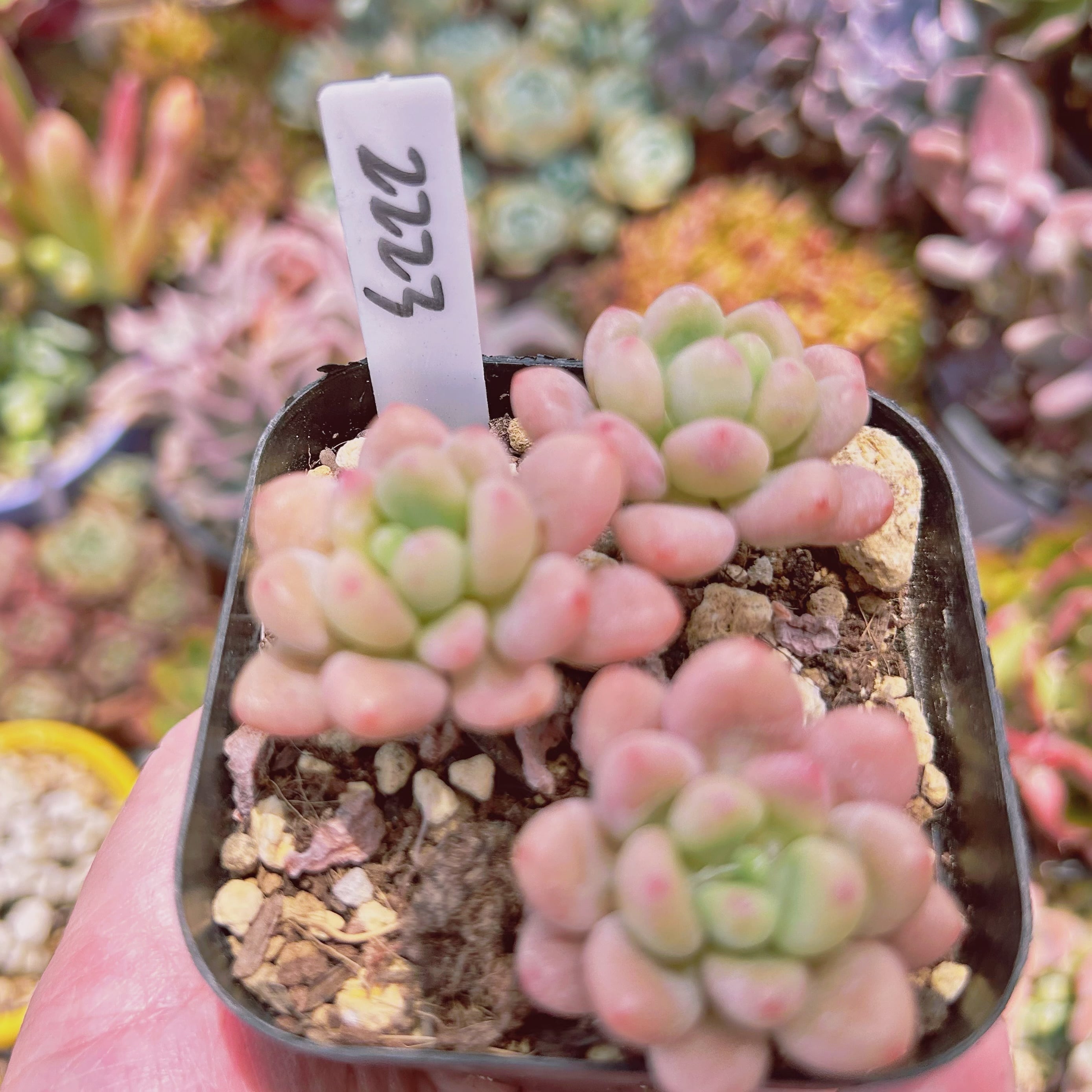 2223現物 多肉植物 キャビア 抜き苗 | るる農園~多肉植物専門