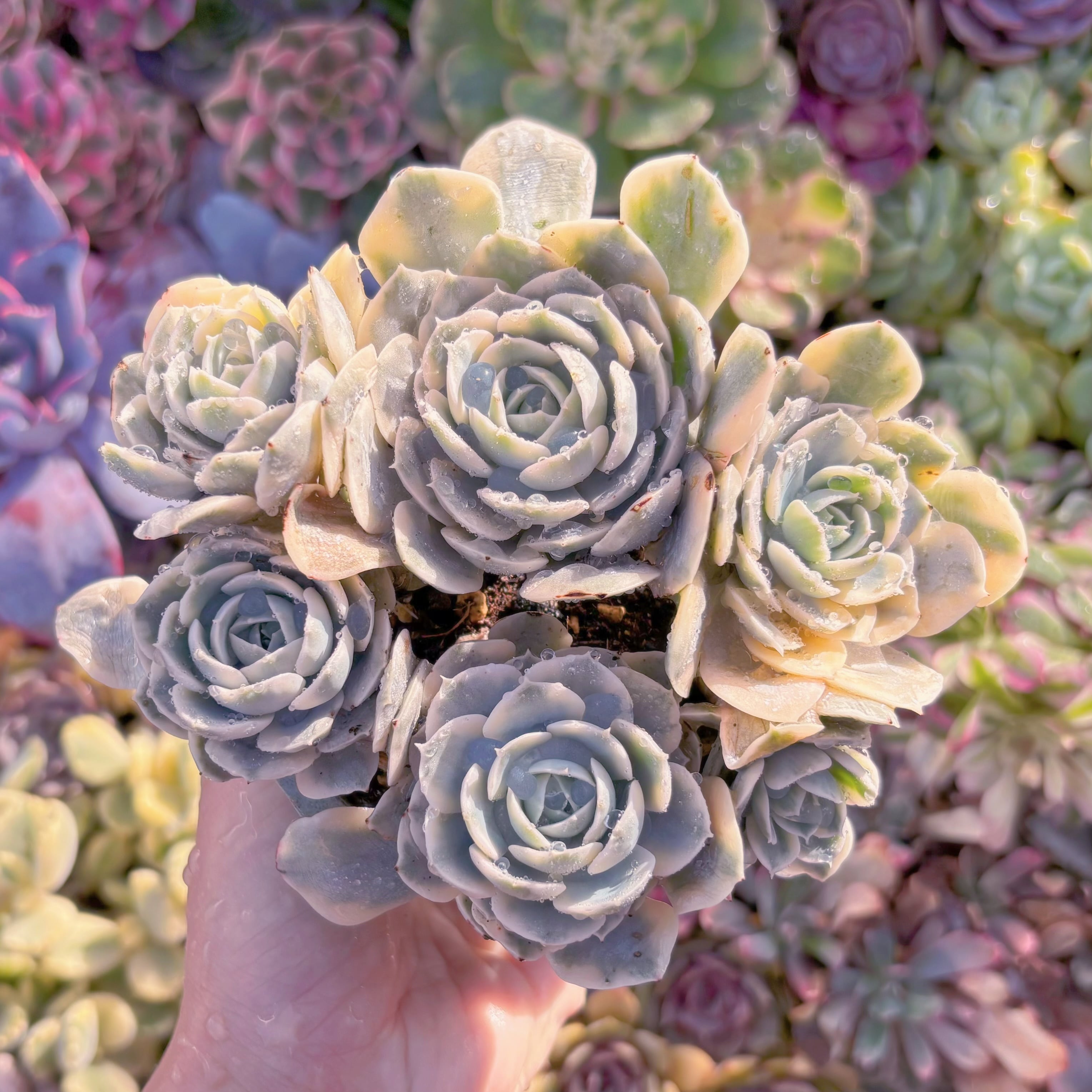 現品 ルヨンニー錦#254 群生 新入荷 るる農園 | るる農園~多肉植物専門