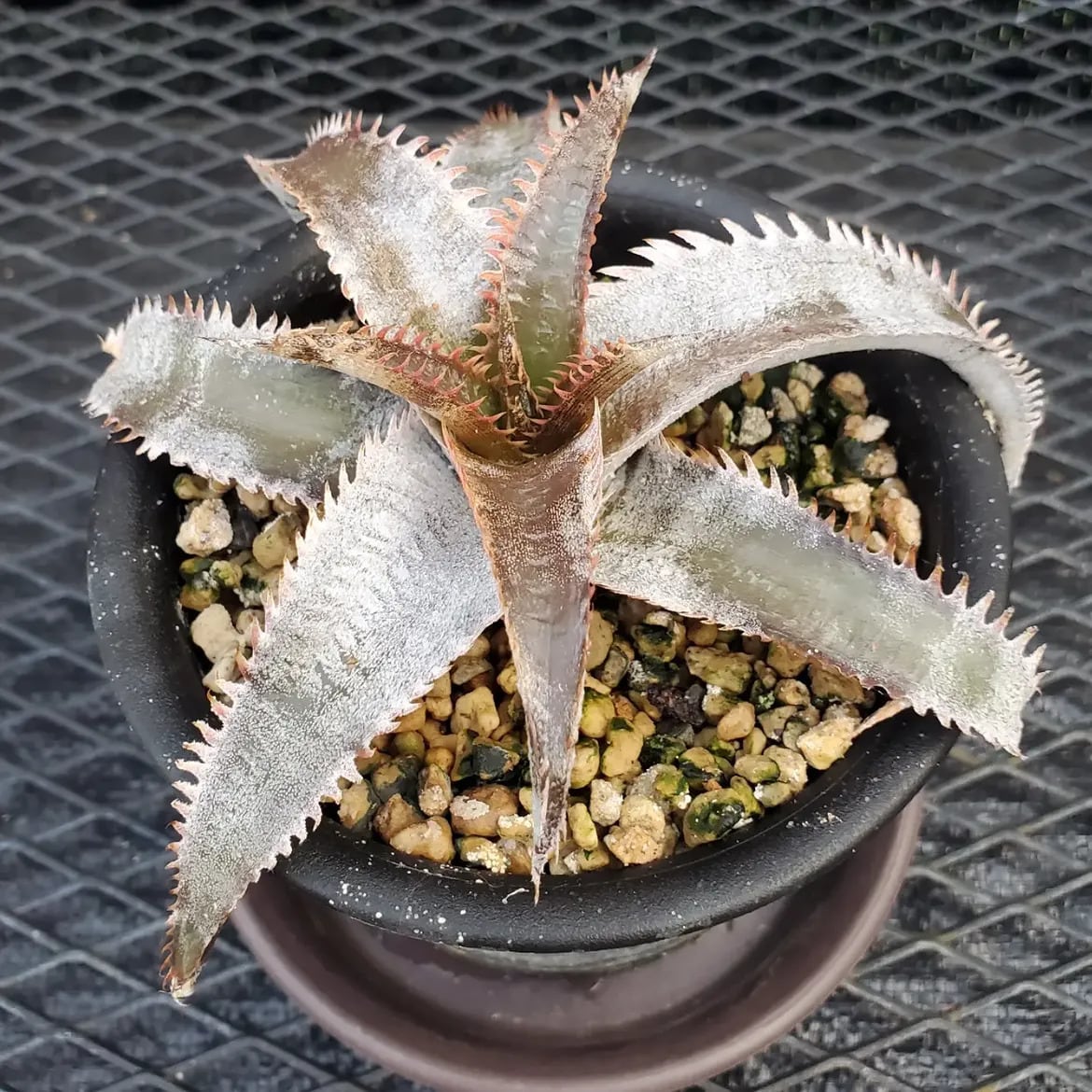 Dyckia（ディッキア） | レアプランツ通販サイトPlants Maniax