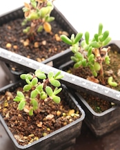 抜き苗 ドロサンテマム サバルブム グルートグラーフ Drosanthemum subalbum